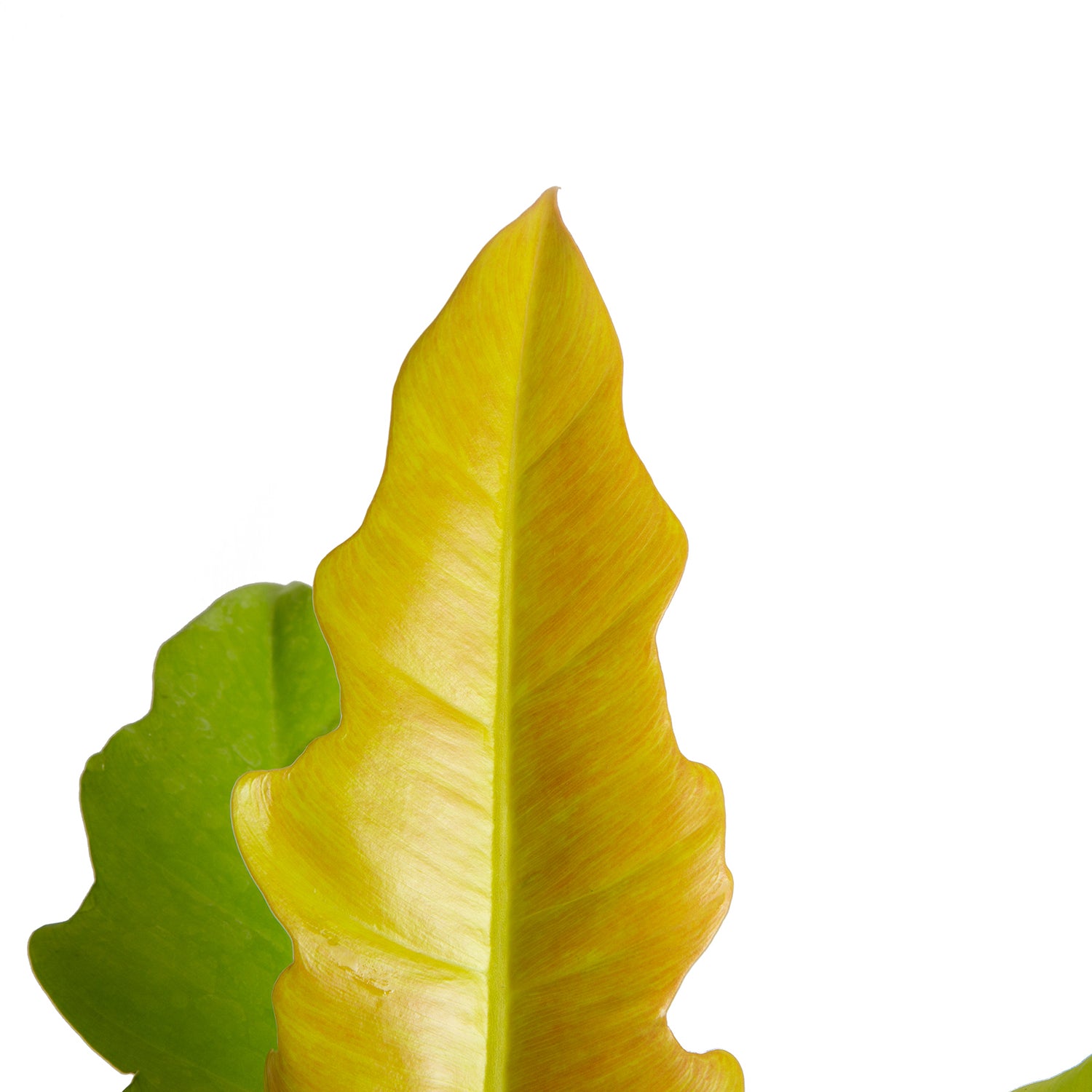 Philodendron Golden Crocodile