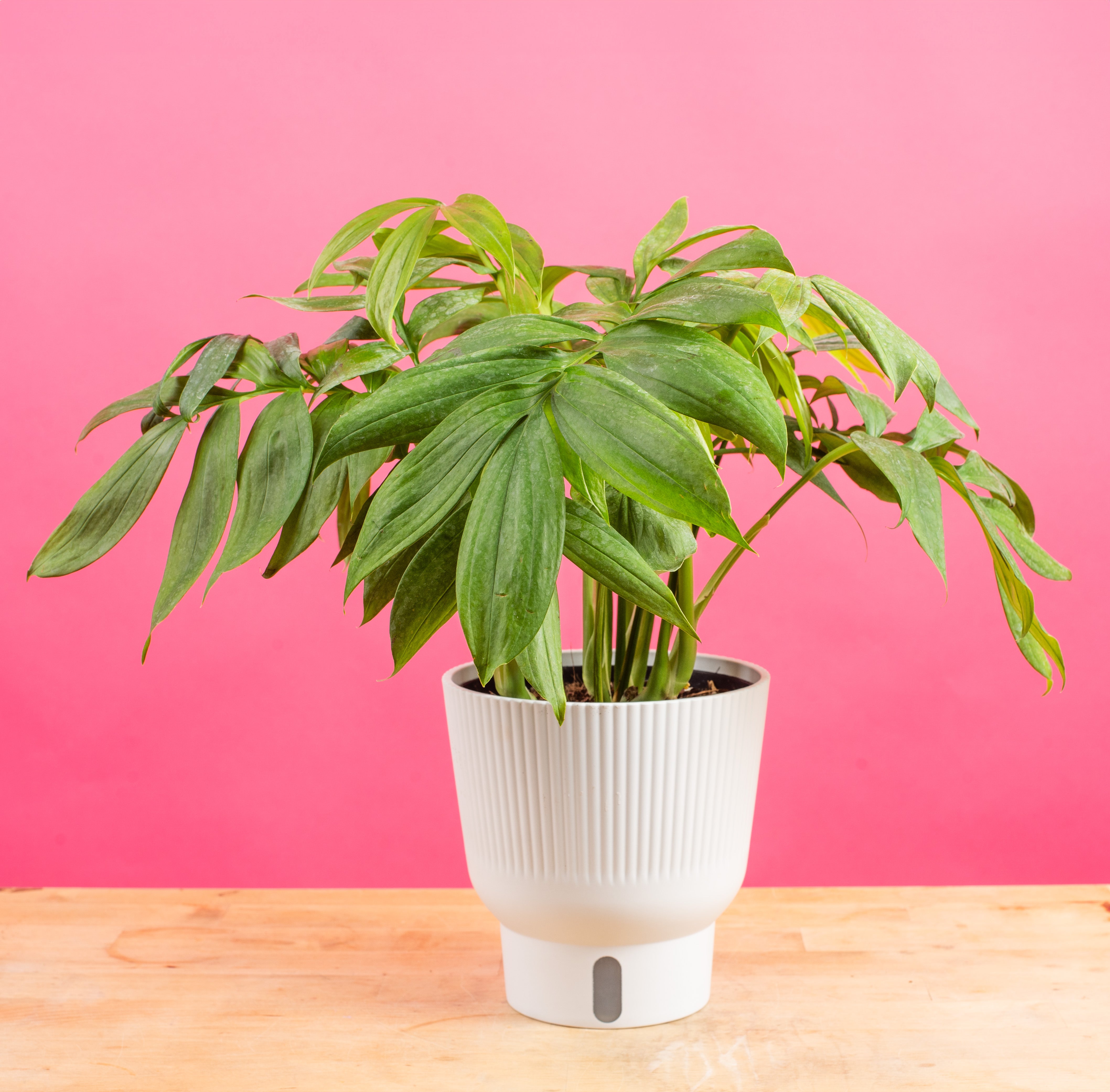 Monstera Subpinnata