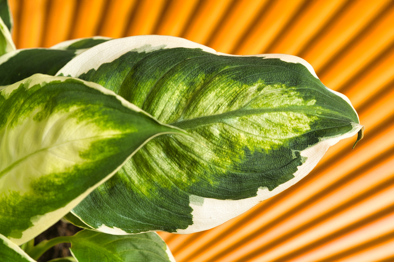 Cool Beauty Dieffenbachia
