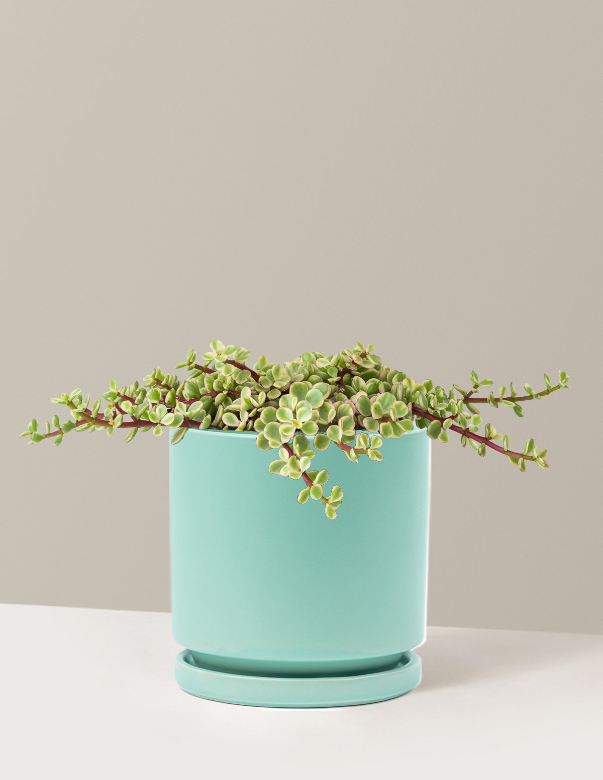Variegated Elephant Bush