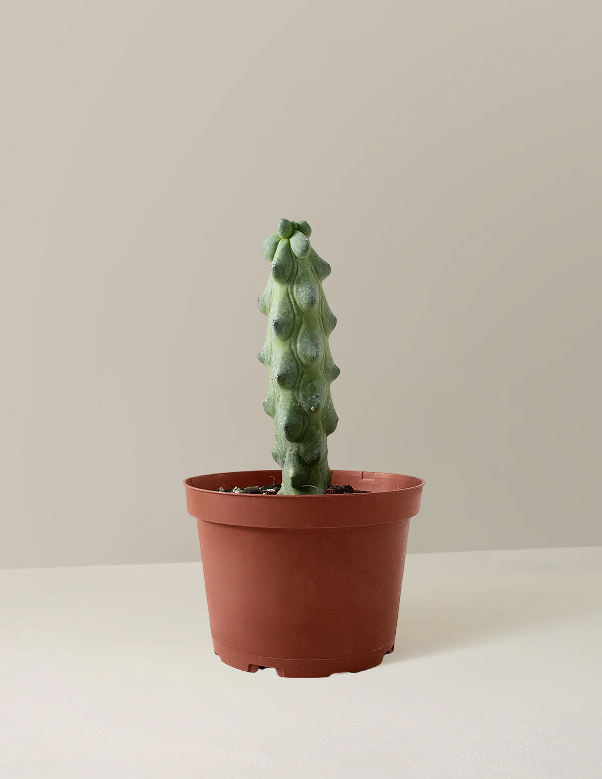 Boobie Cactus