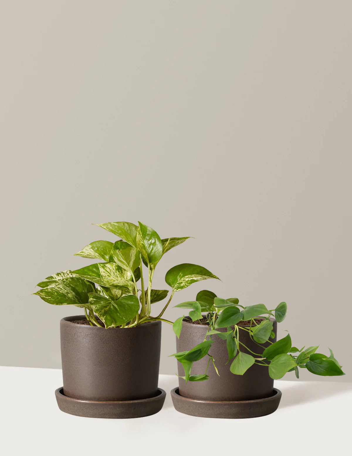 Fits your Sill: The Trailing Duo