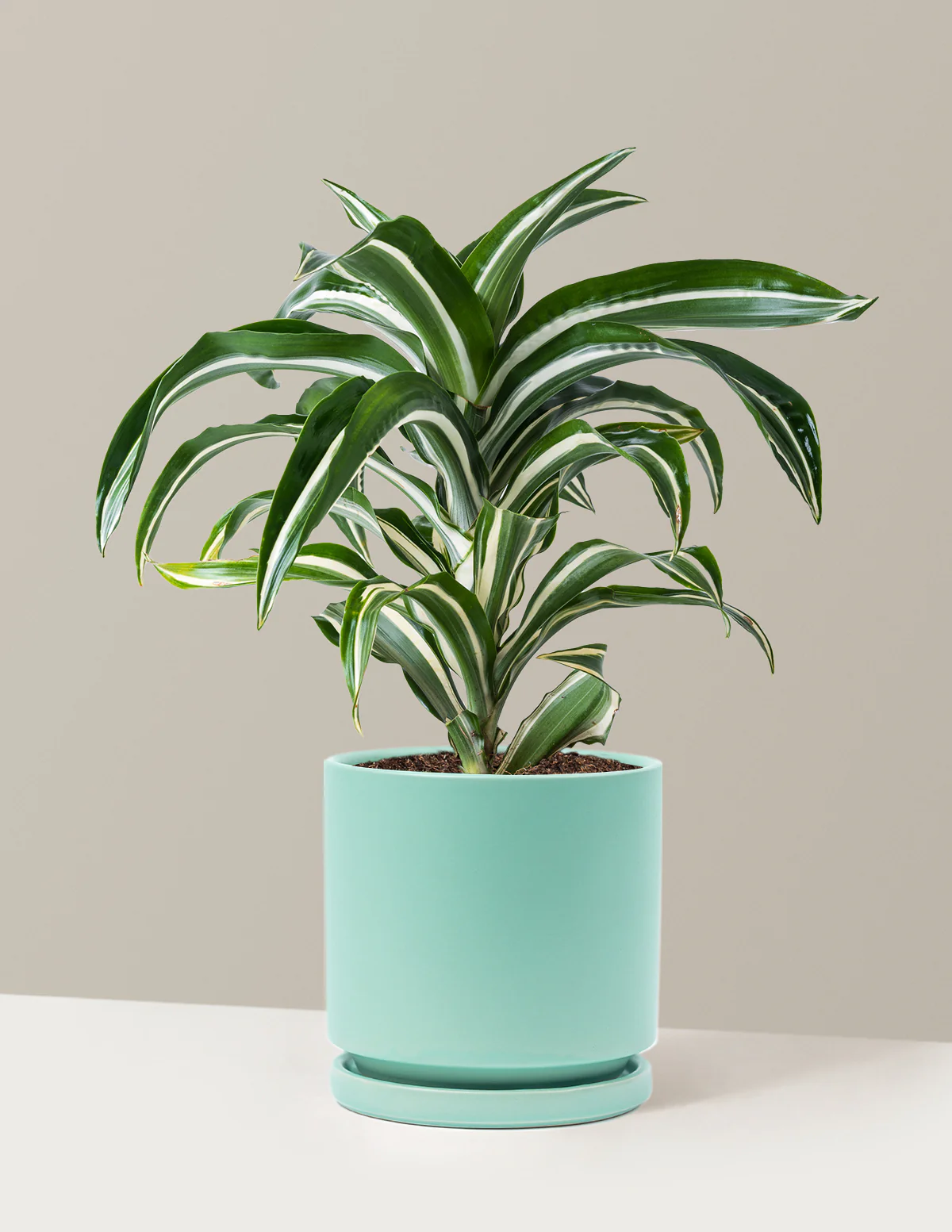Dracaena Jewel Jade