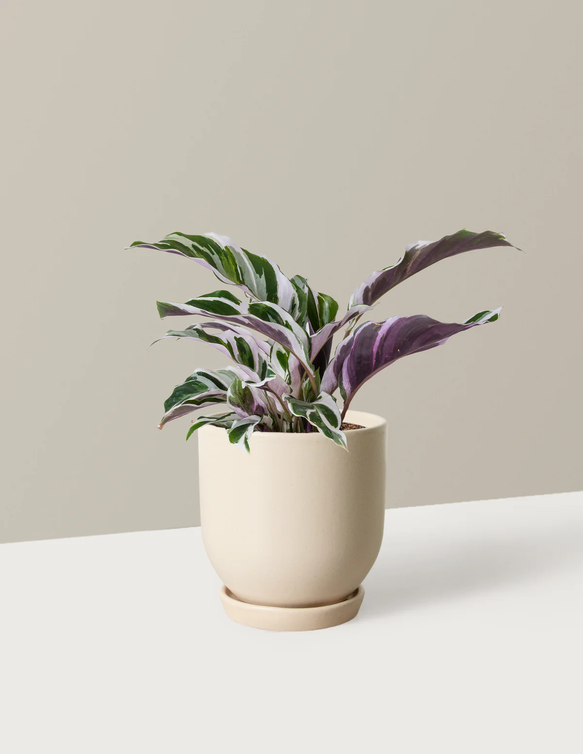 Calathea White Fusion