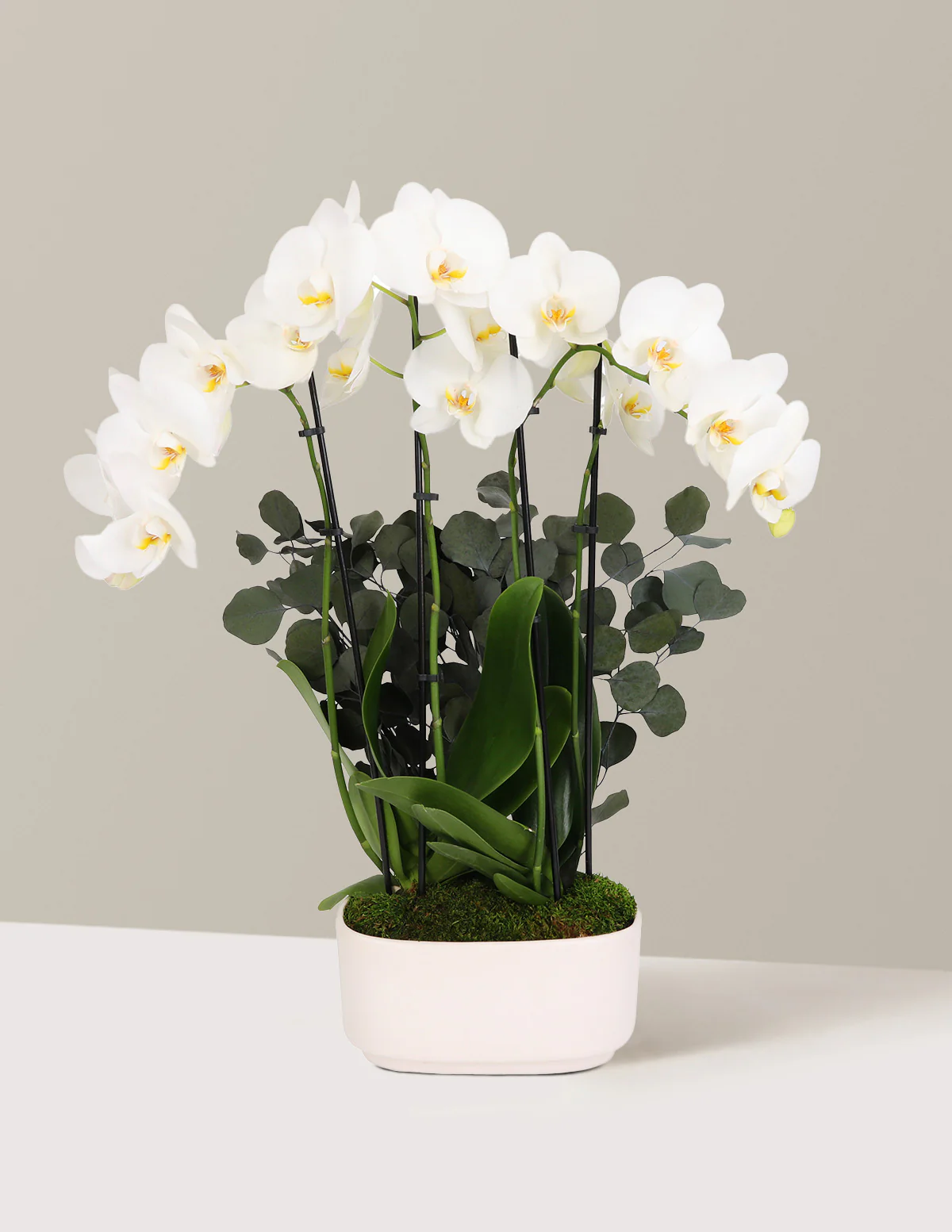 Large Double Orchid