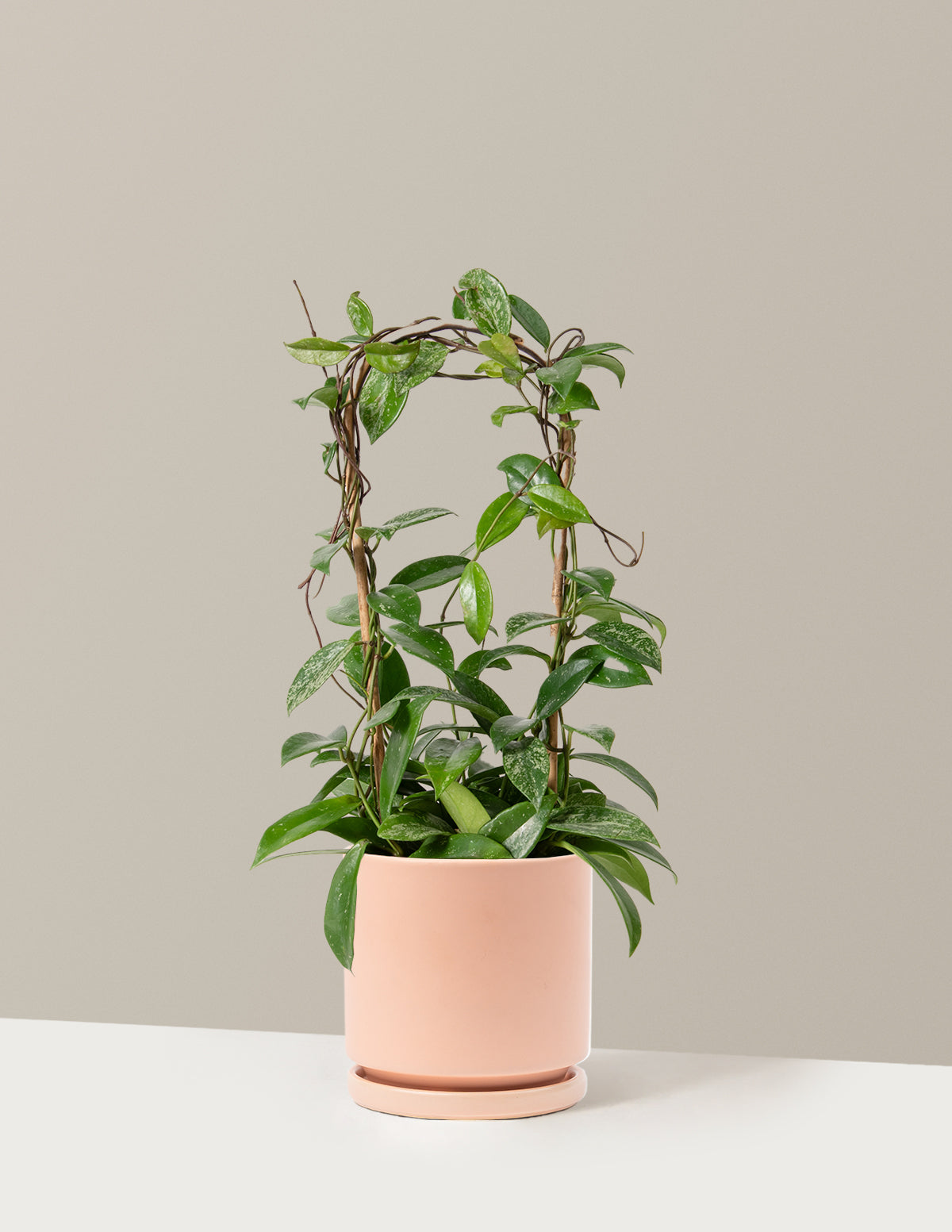 Hoya Pubicalyx Hoop