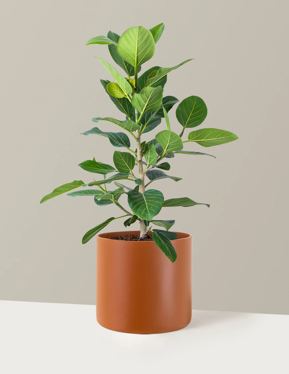 Ficus Audrey Bush