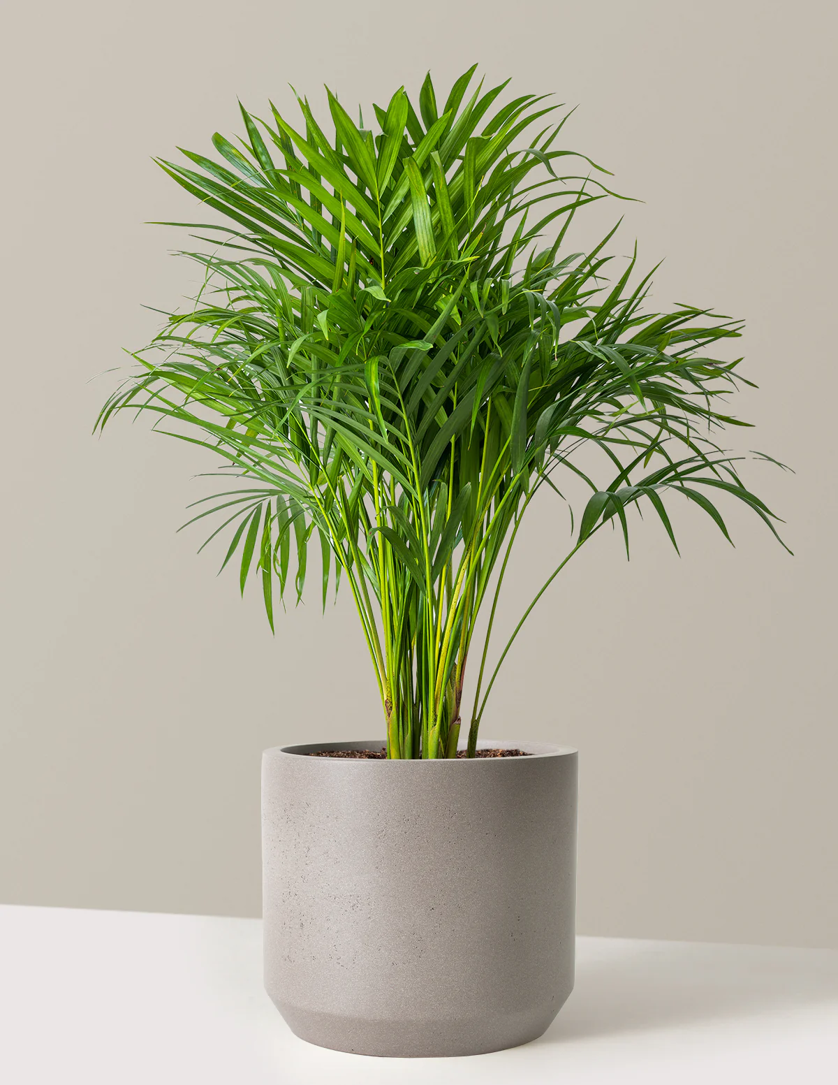 Areca Purifying Palm