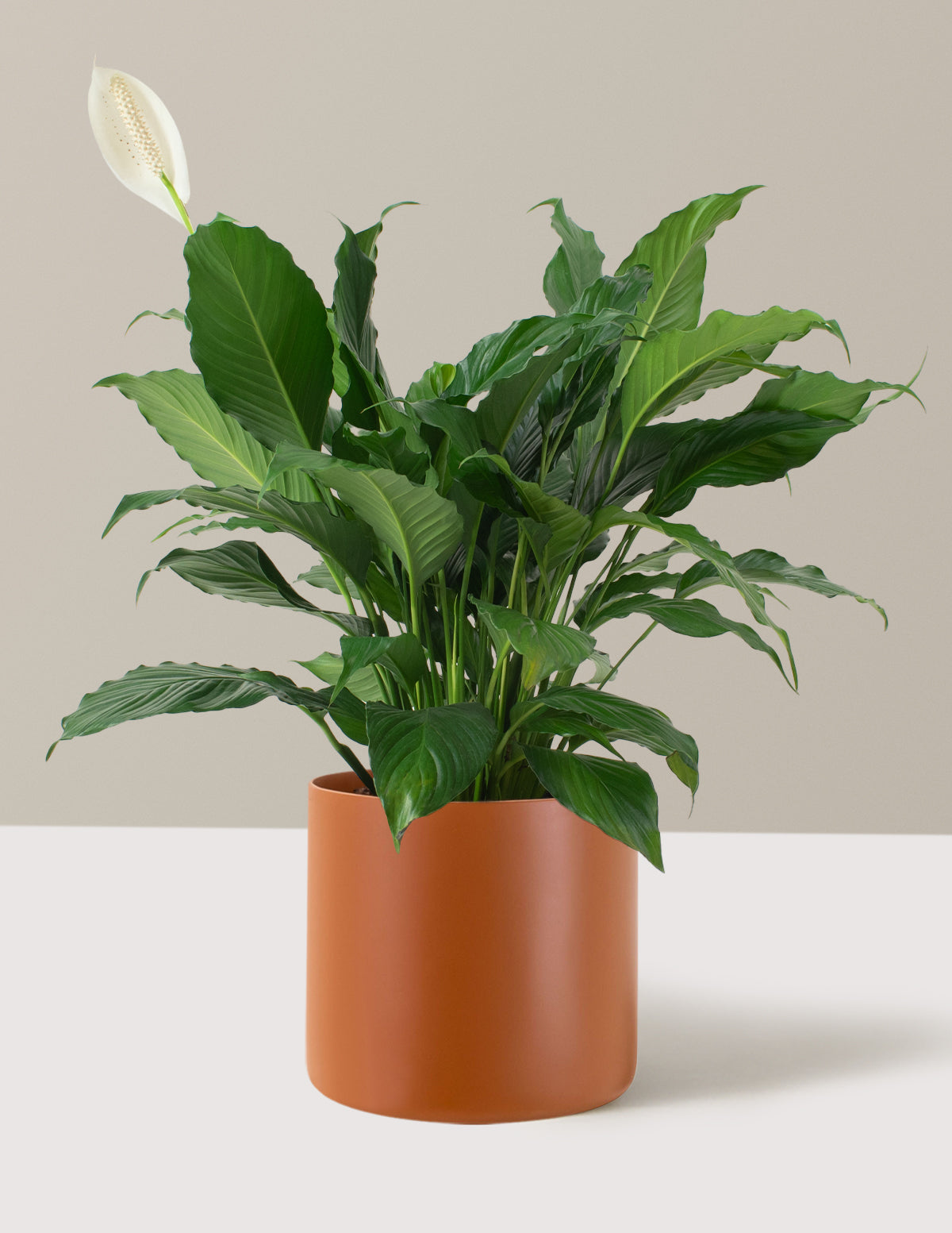 Peace Lily