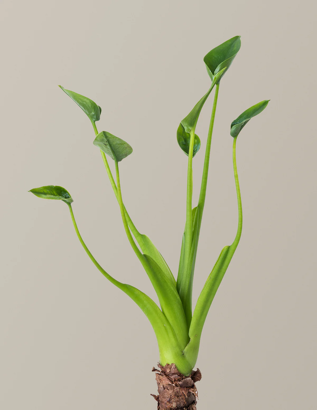 Alocasia Tiny Dancer