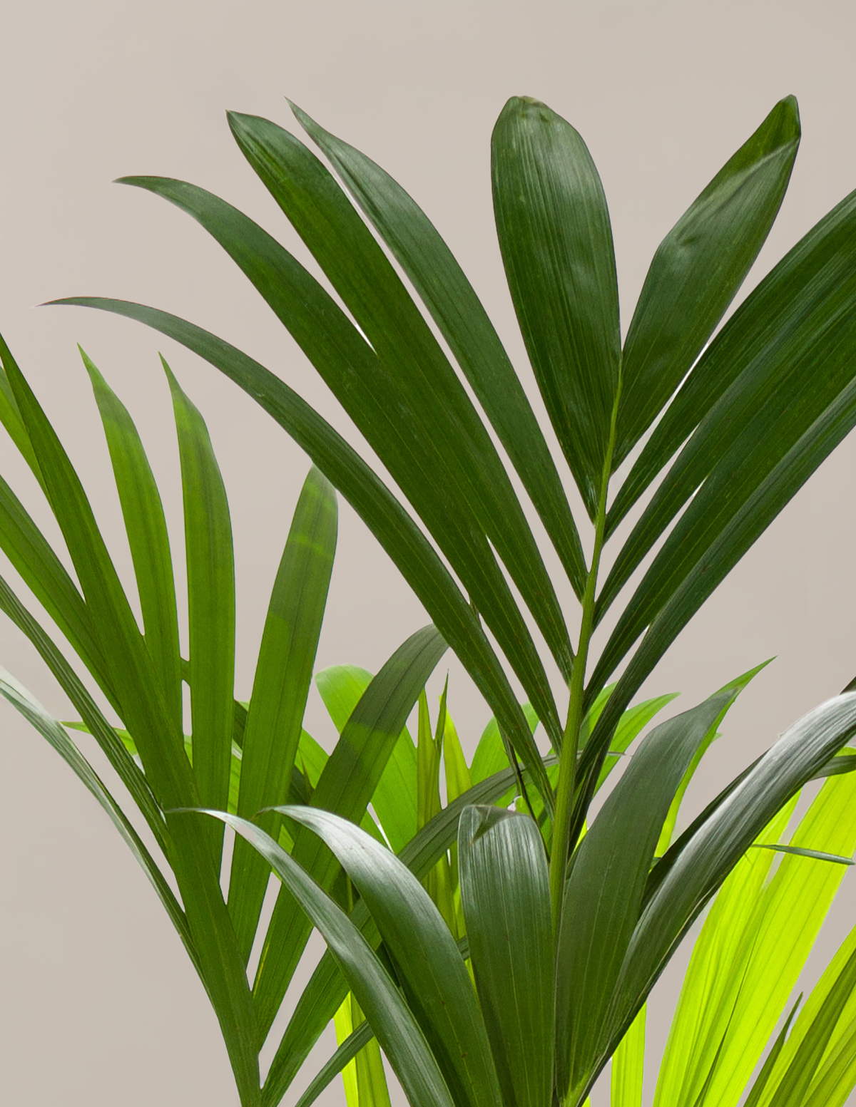 Kentia Palm