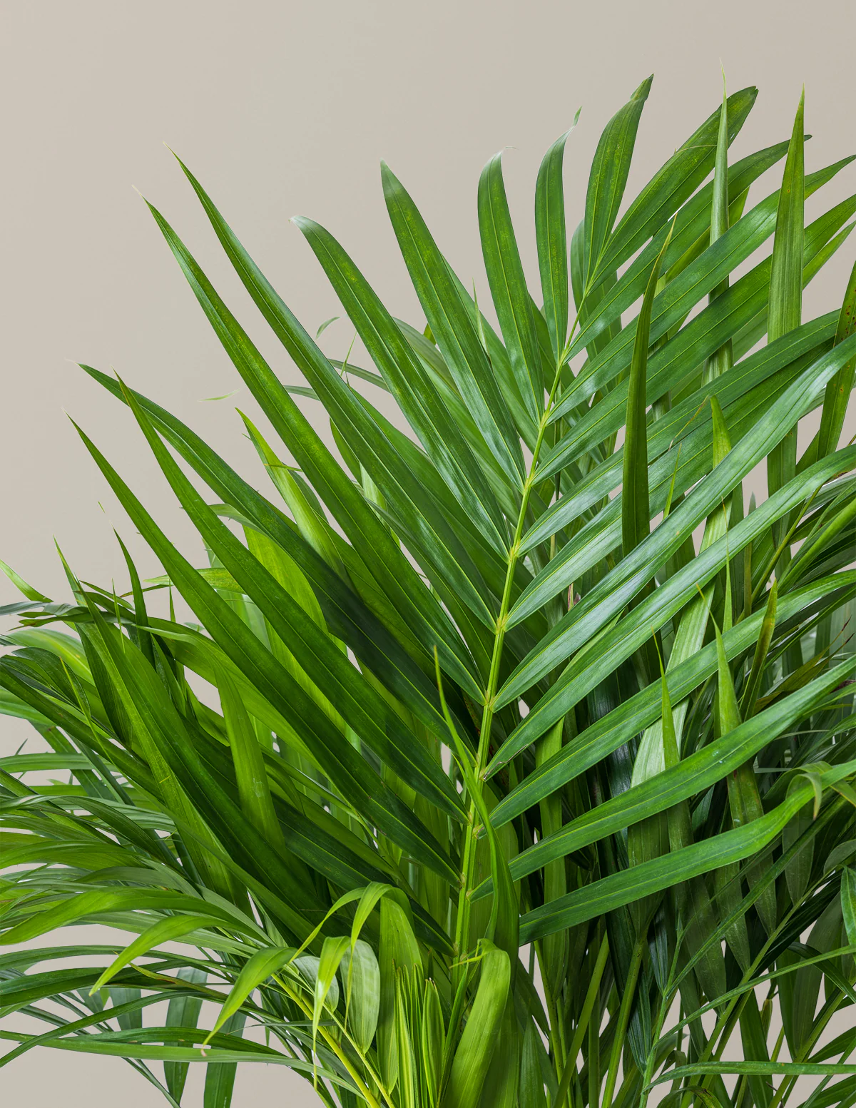 Areca Purifying Palm