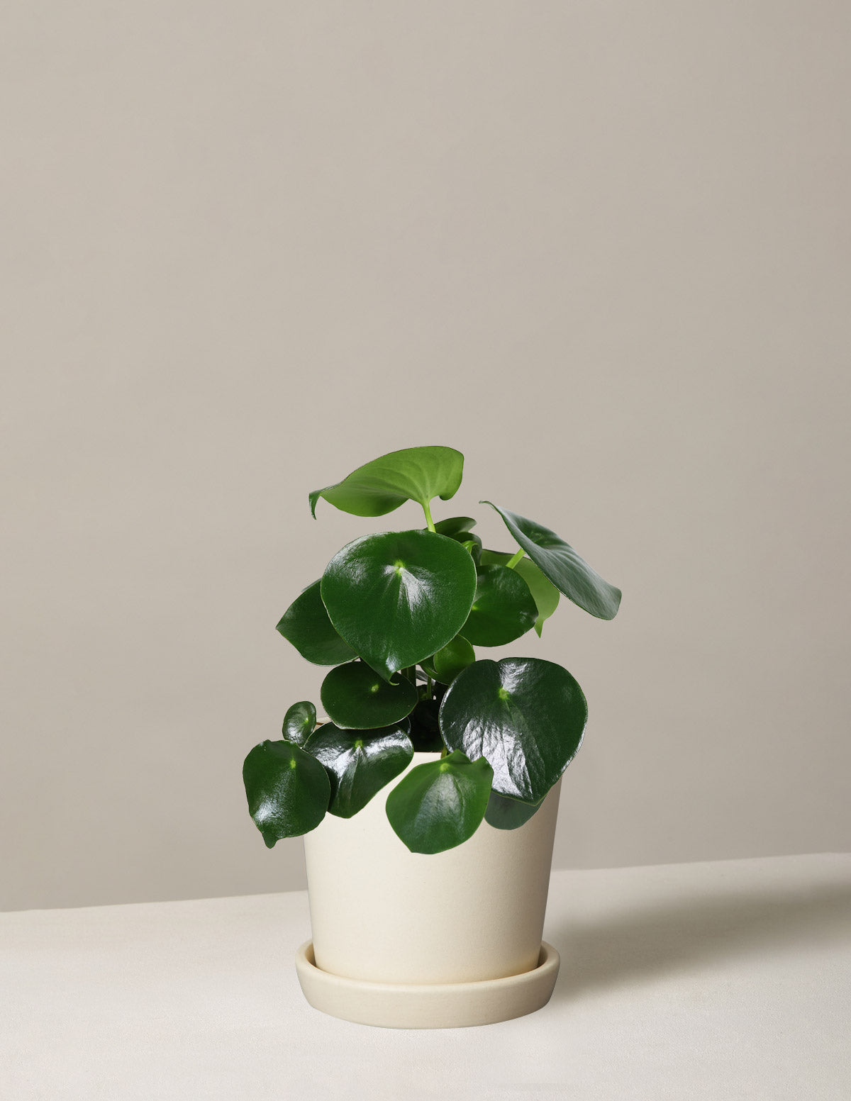 Peperomia Raindrop
