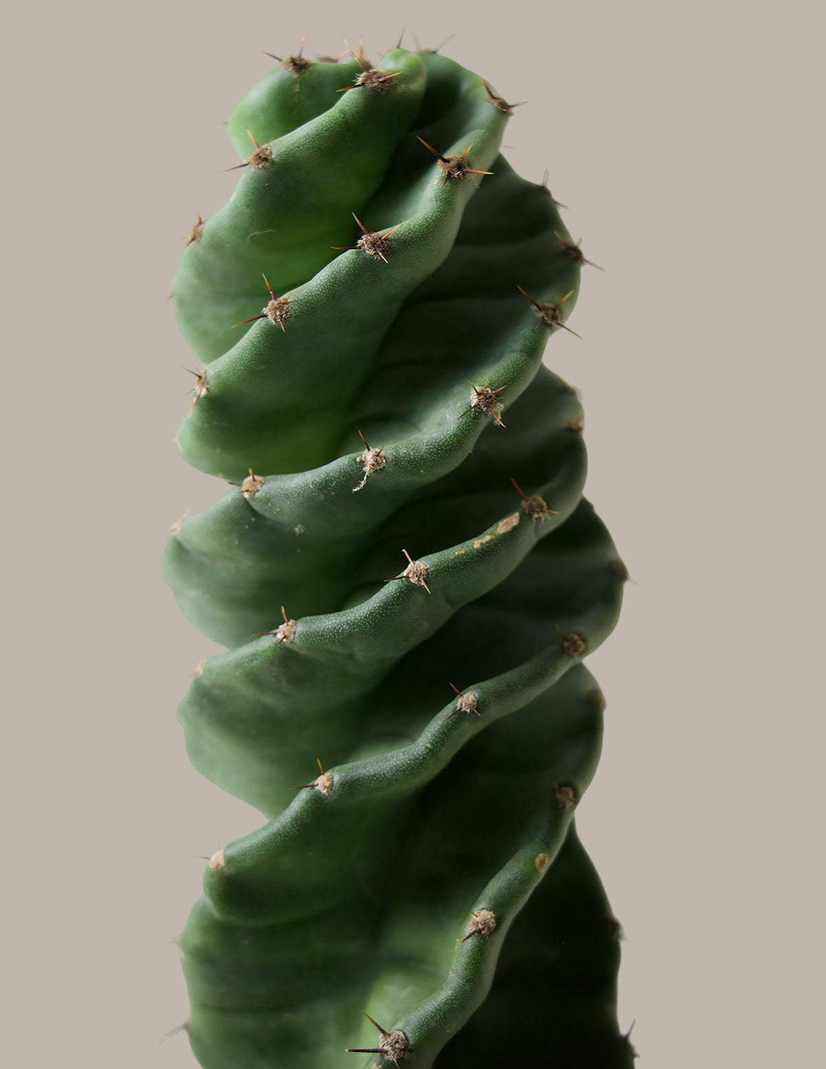 Spiral Cactus
