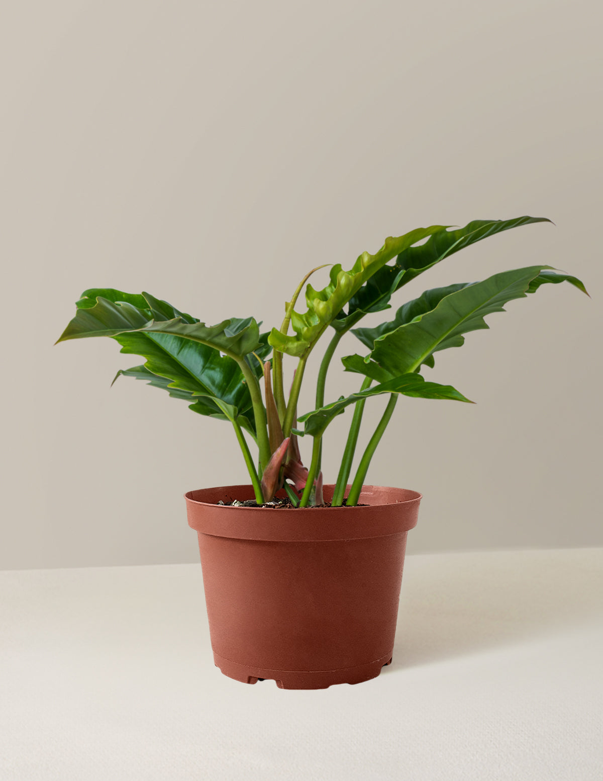 Philodendron Jungle Boogie