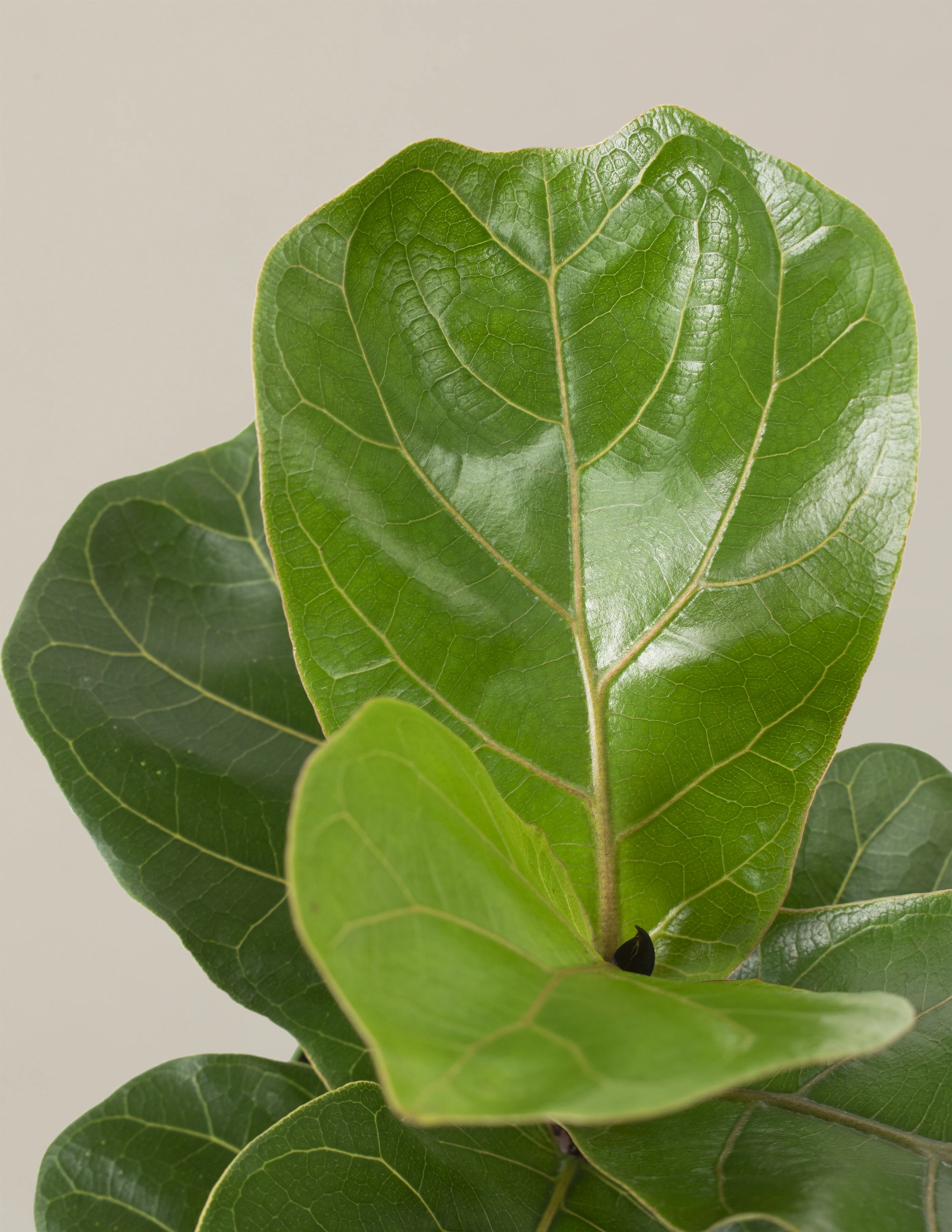 Fiddle Leaf Fig Bush