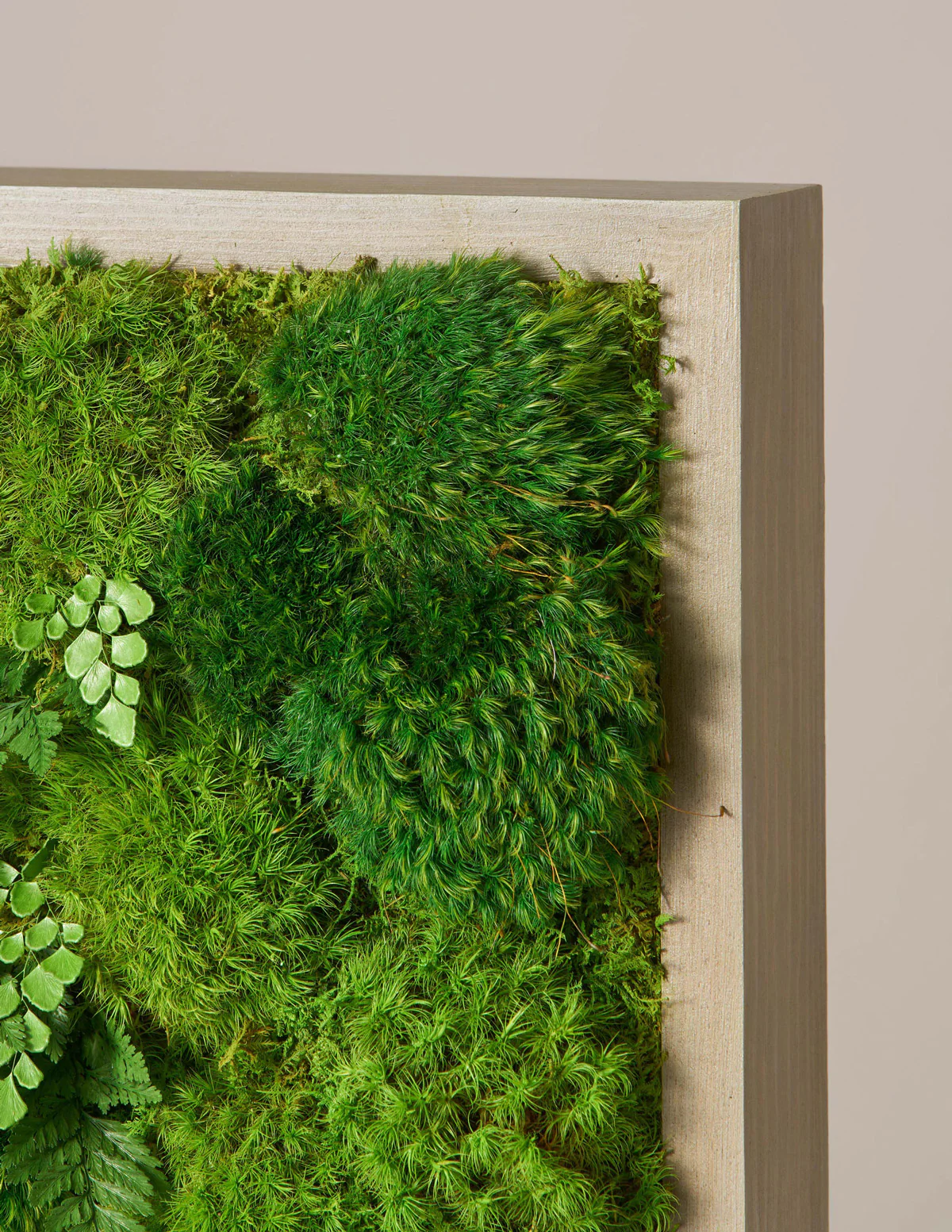 Small Preserved Living Wall 14