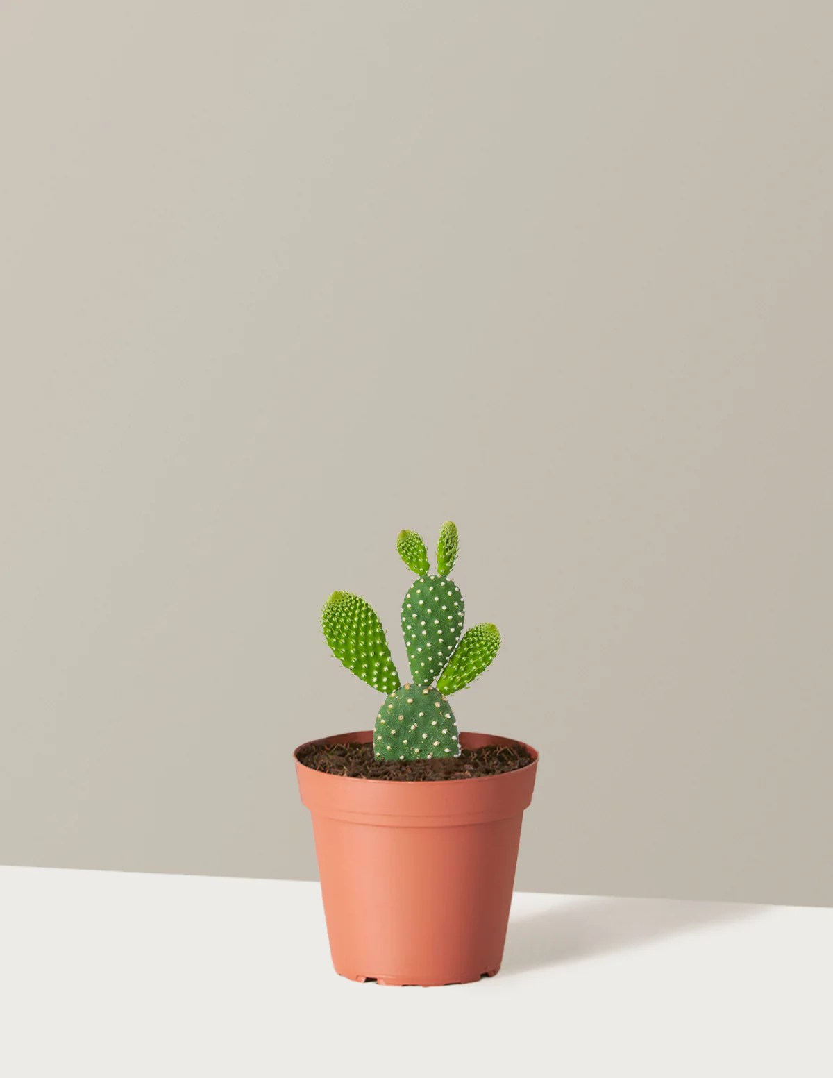 Bunny Ear Cactus