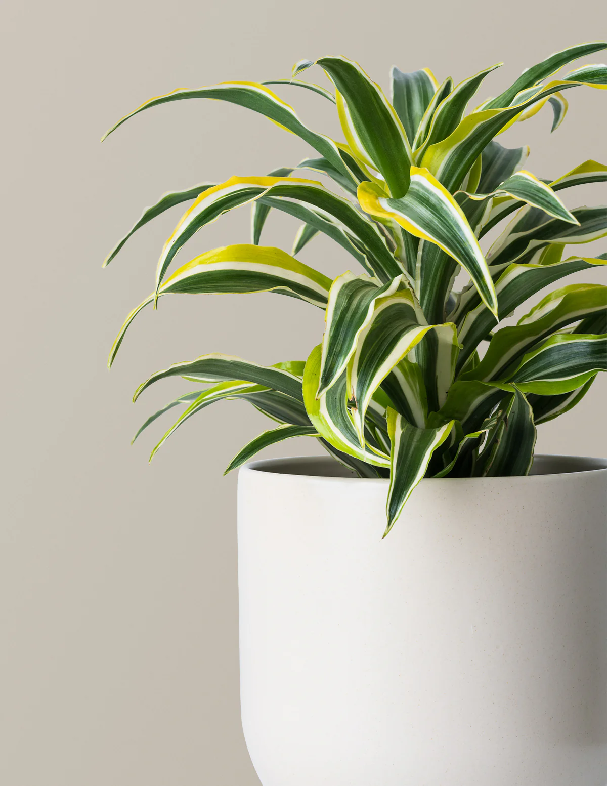 Dracaena Lemon Lime