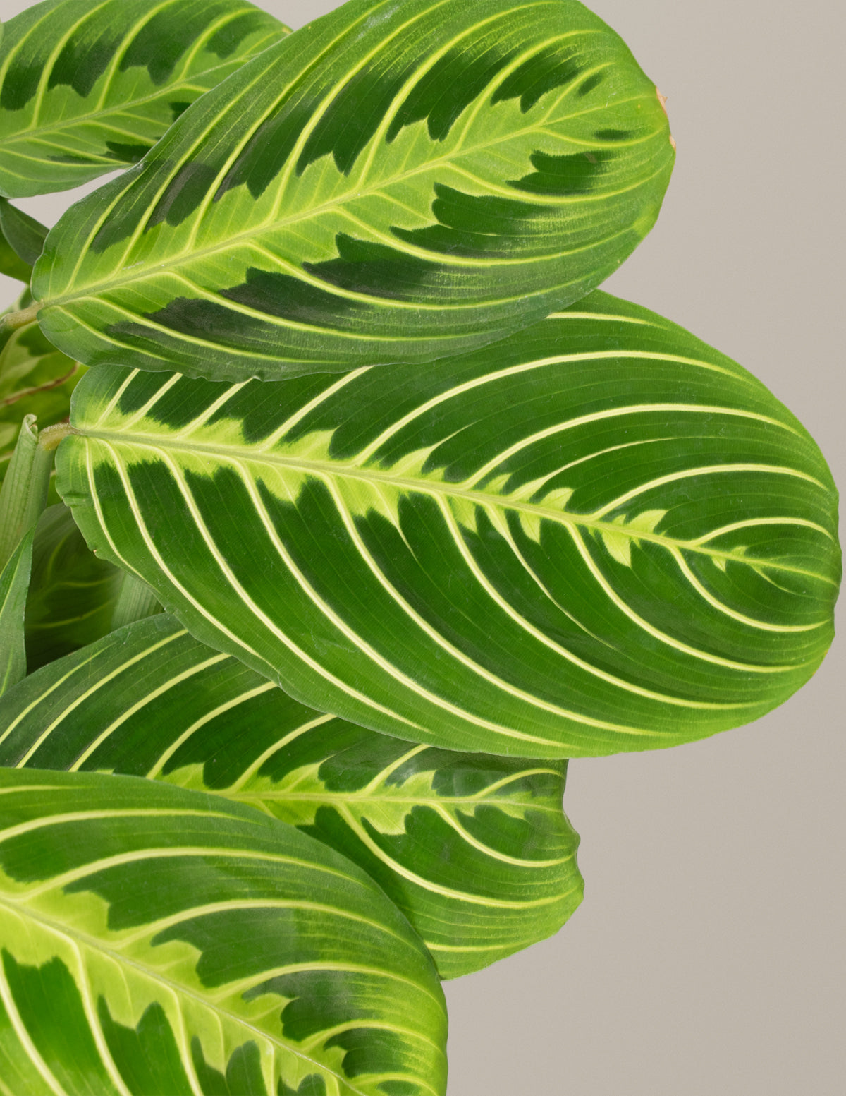 Lemon Lime Prayer Plant