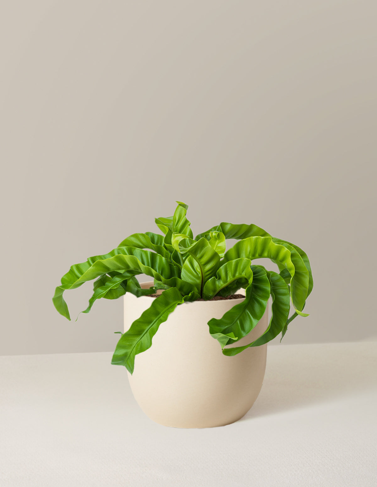 Hurricane Fern