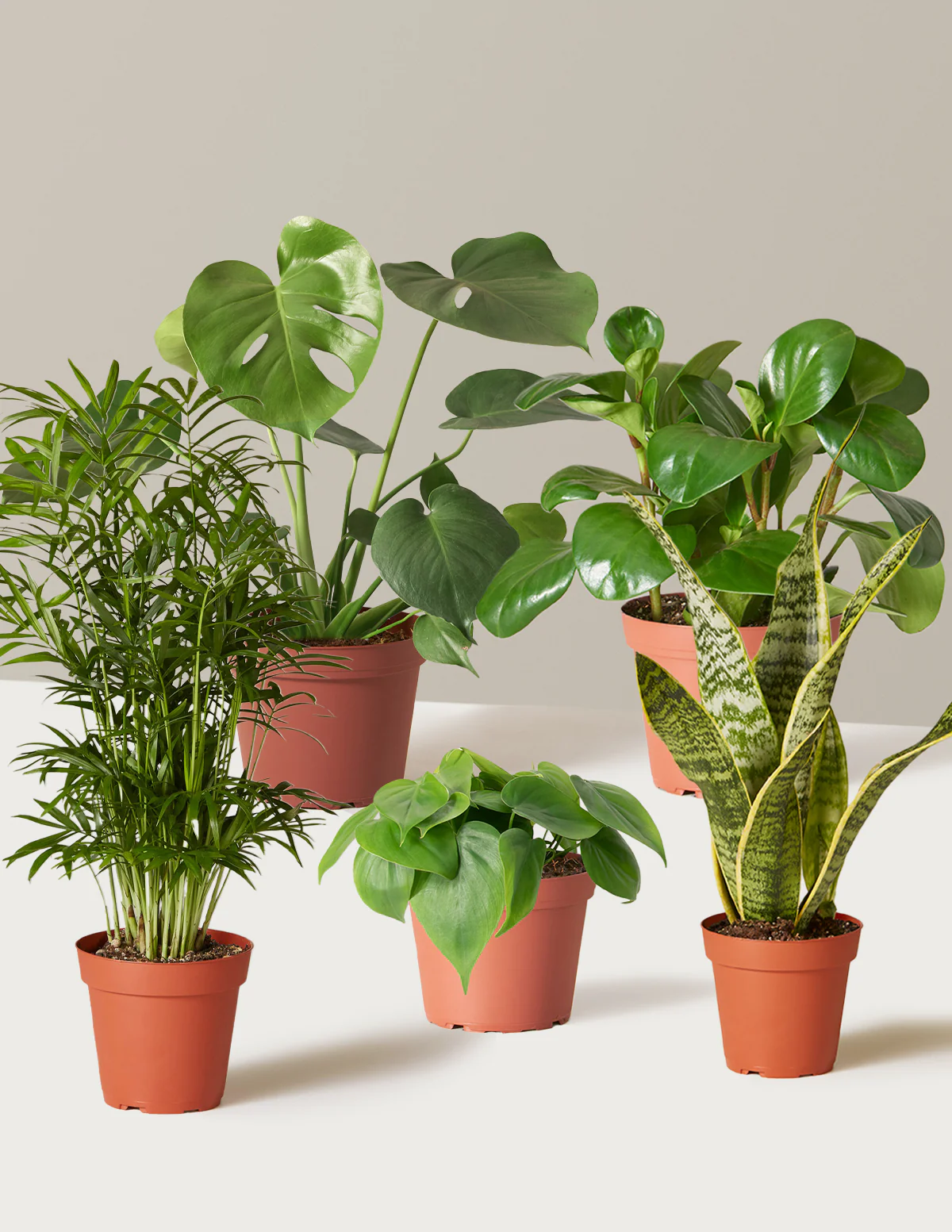 The Favorite 5 Bundle