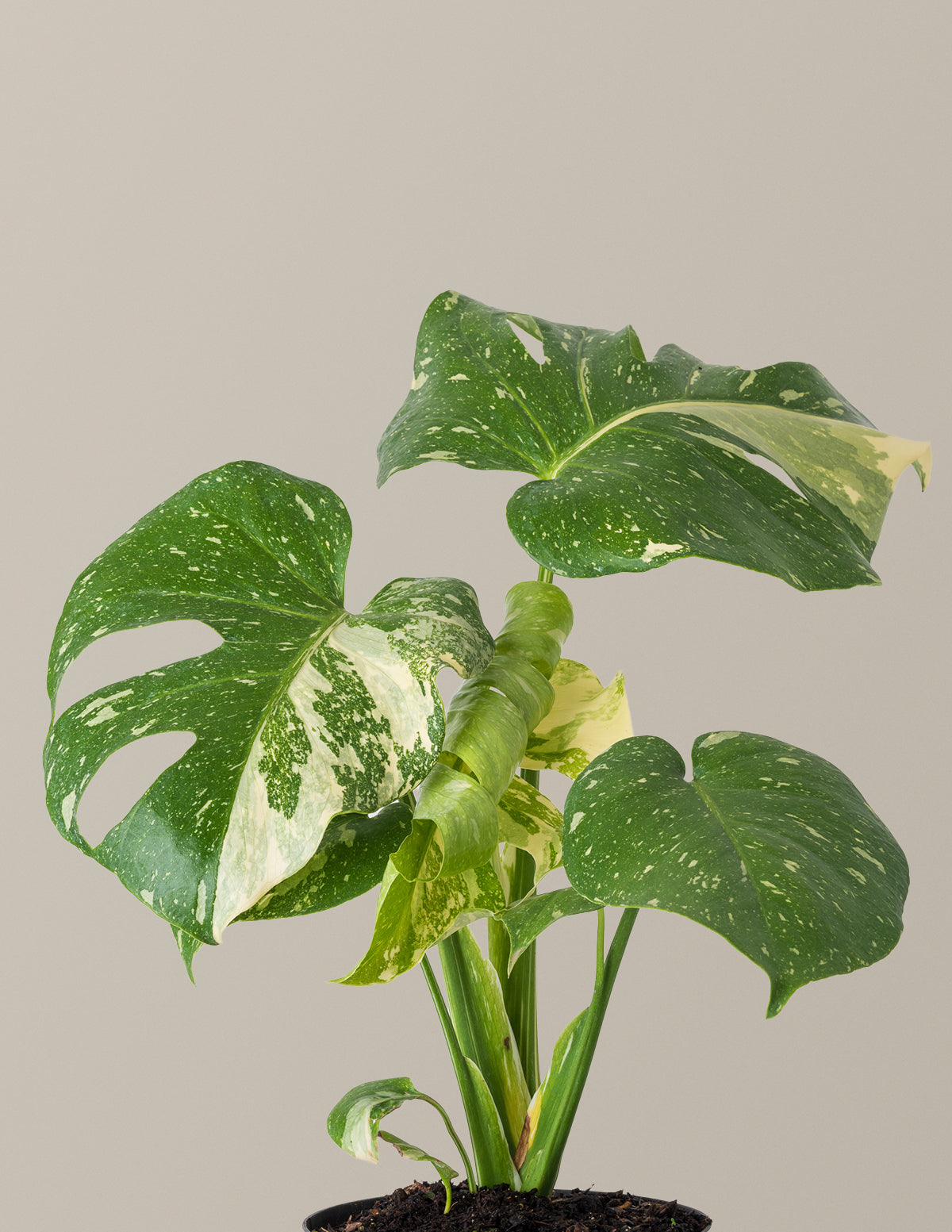 Monstera Thai Constellation