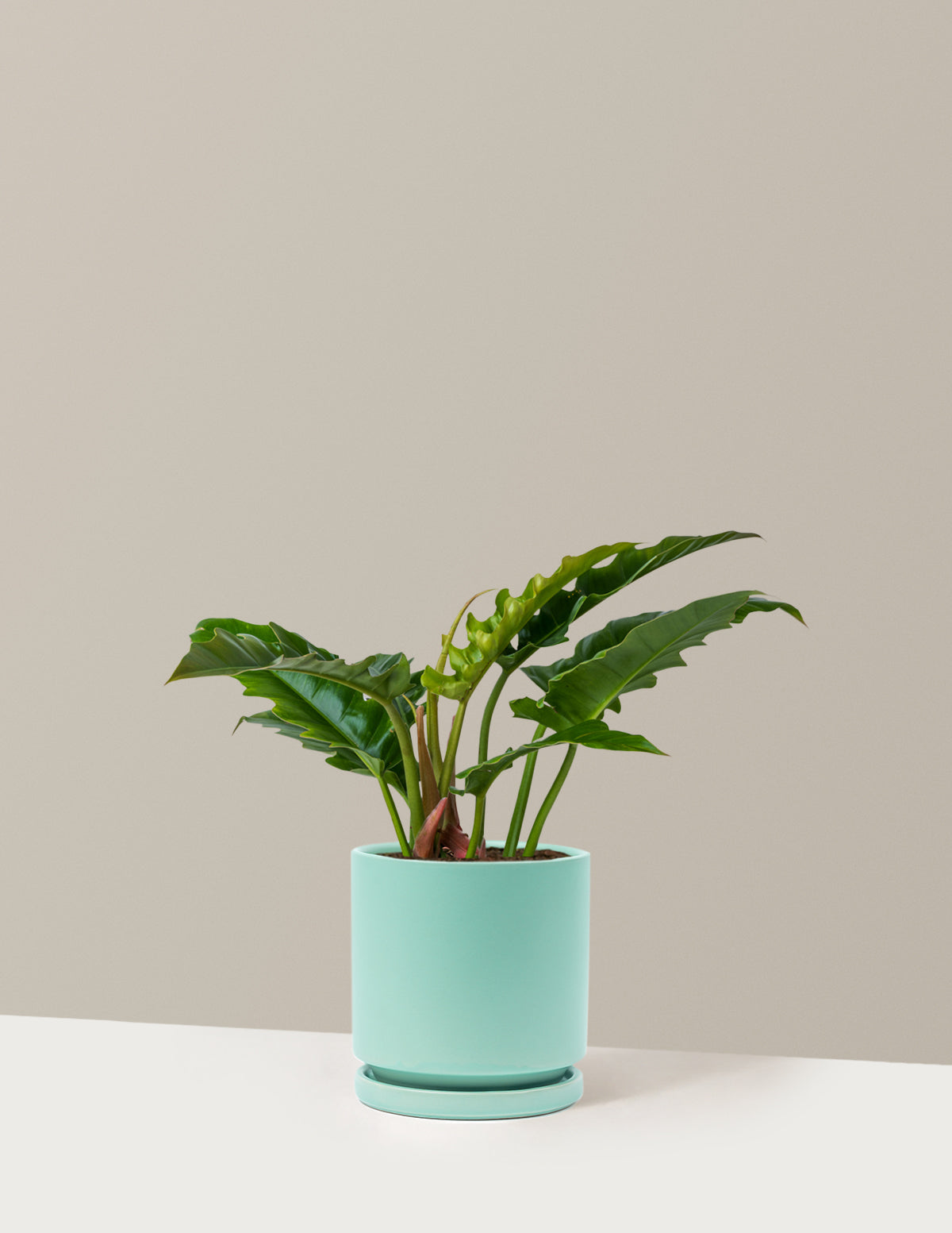 Philodendron Jungle Boogie