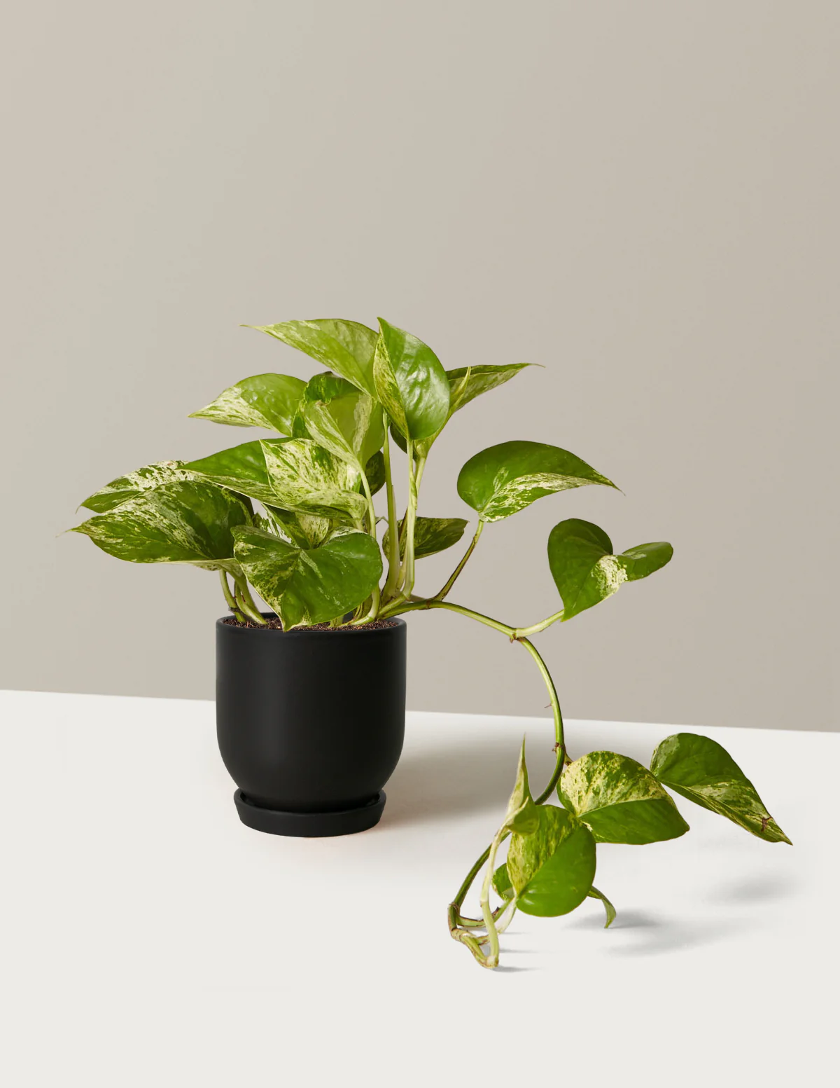 Pothos Marble Queen