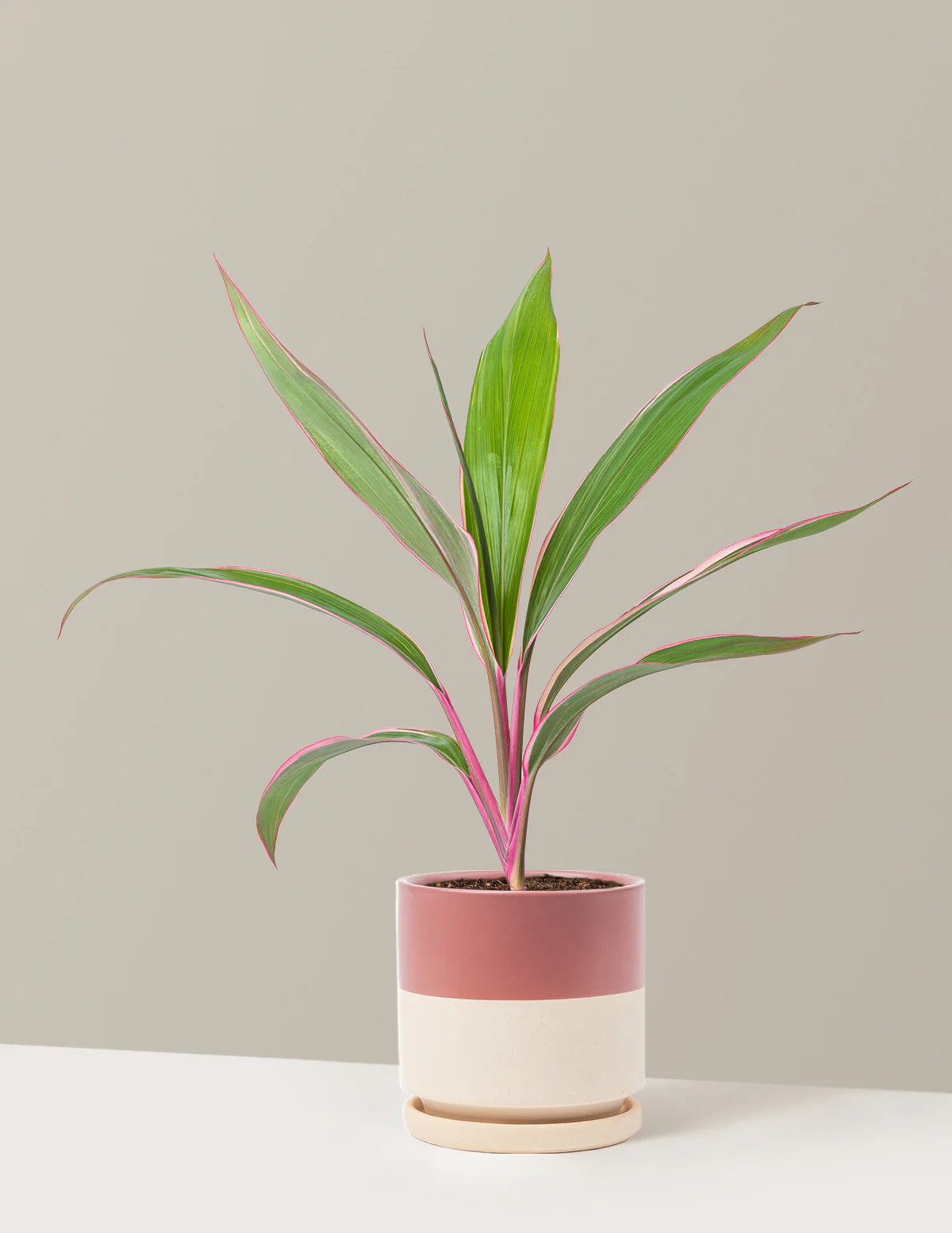 Cordyline Pink Diamond
