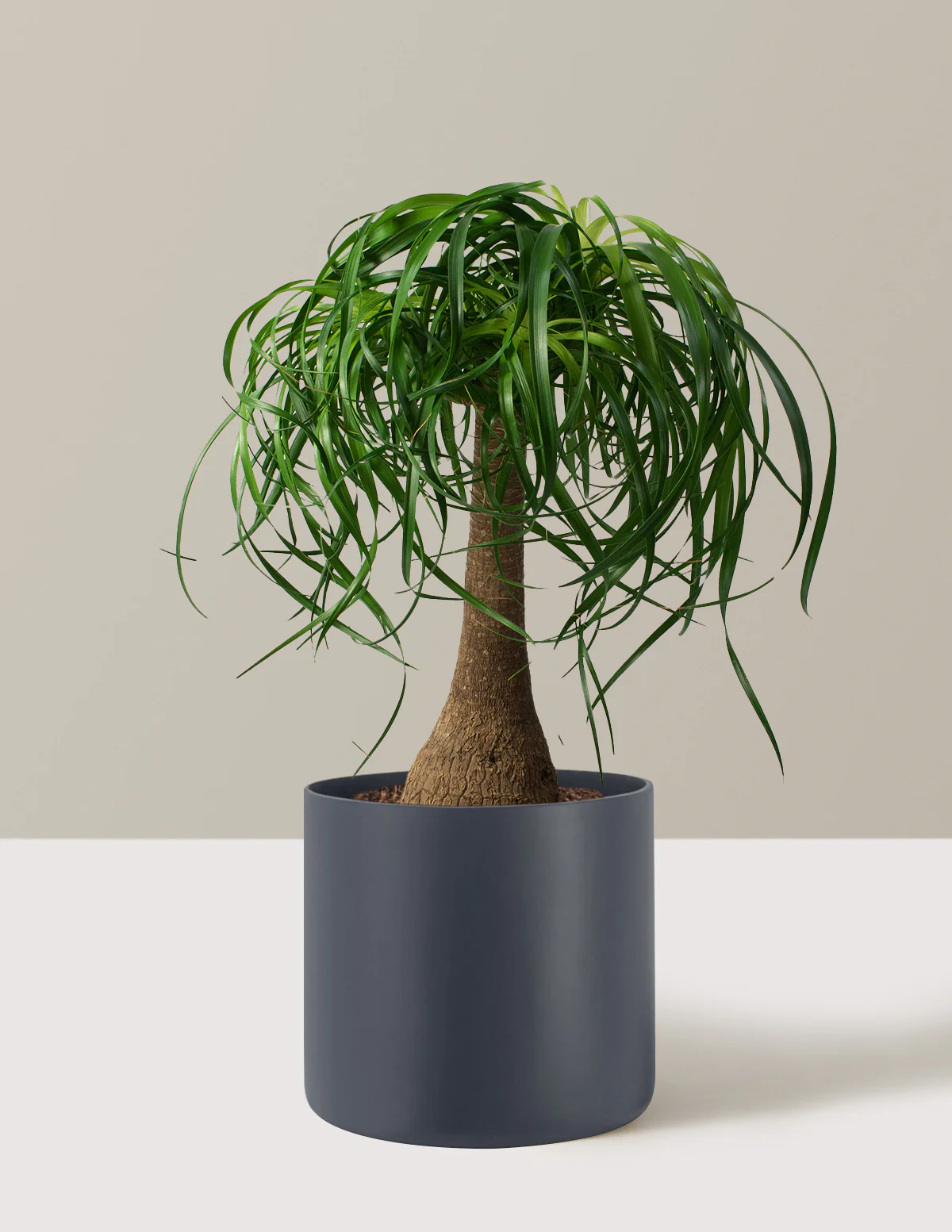 Ponytail Palm