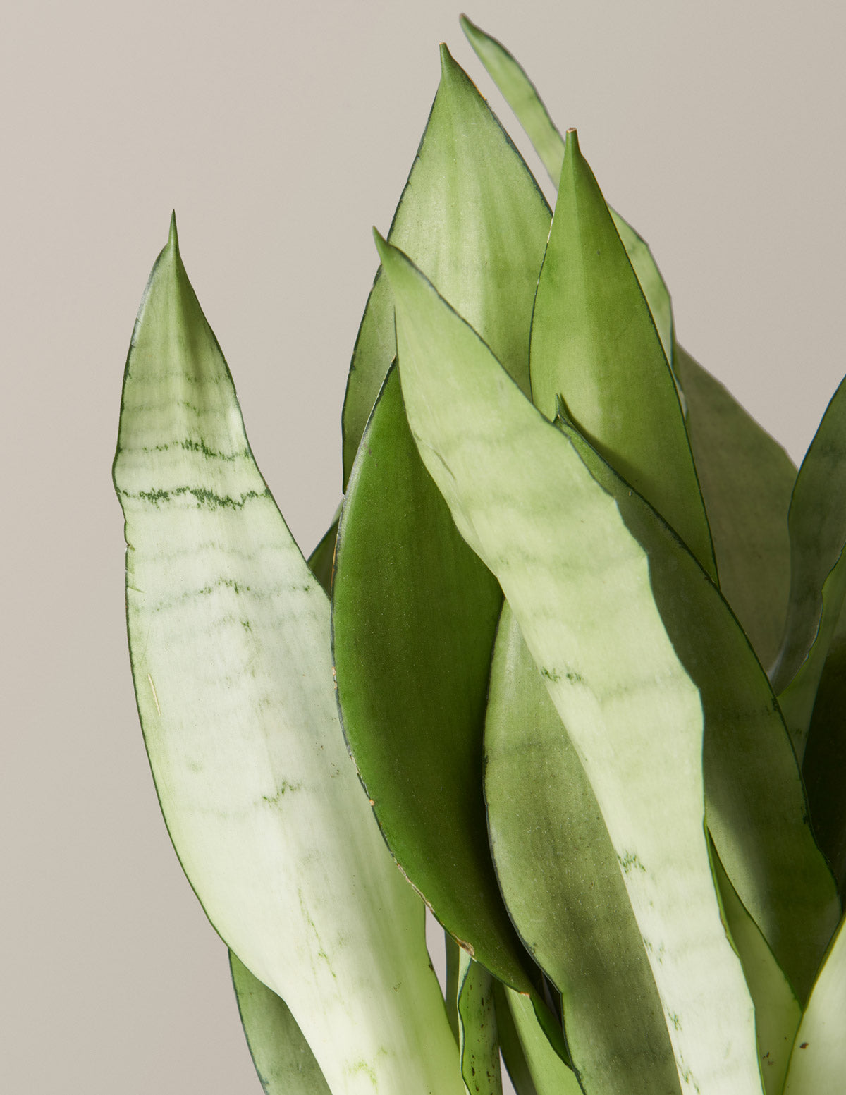 Moonshine Snake Plant