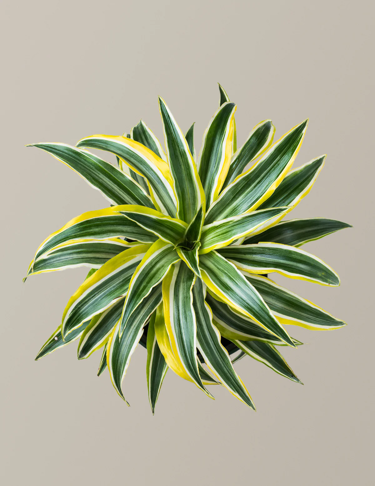 Dracaena Lemon Lime