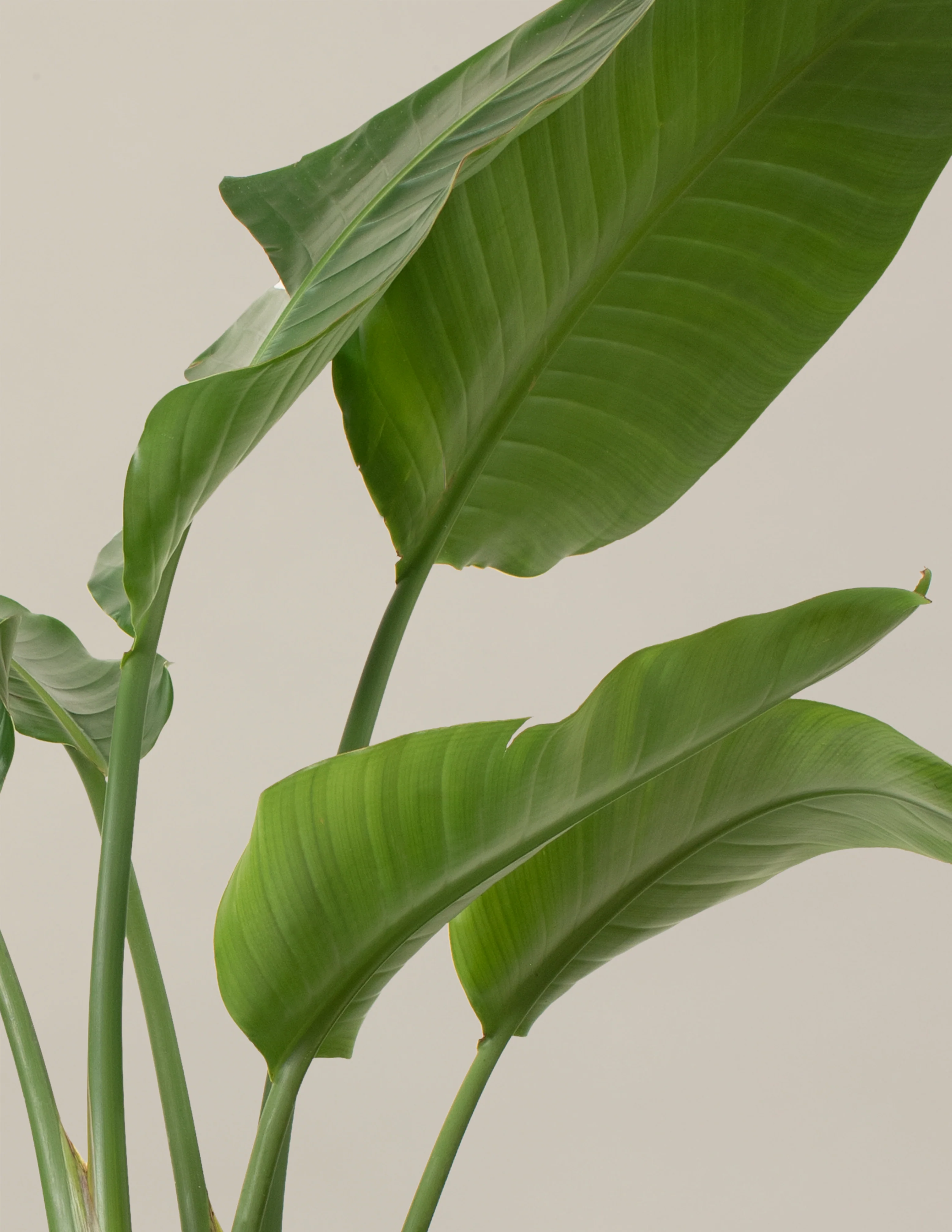 Bird of Paradise