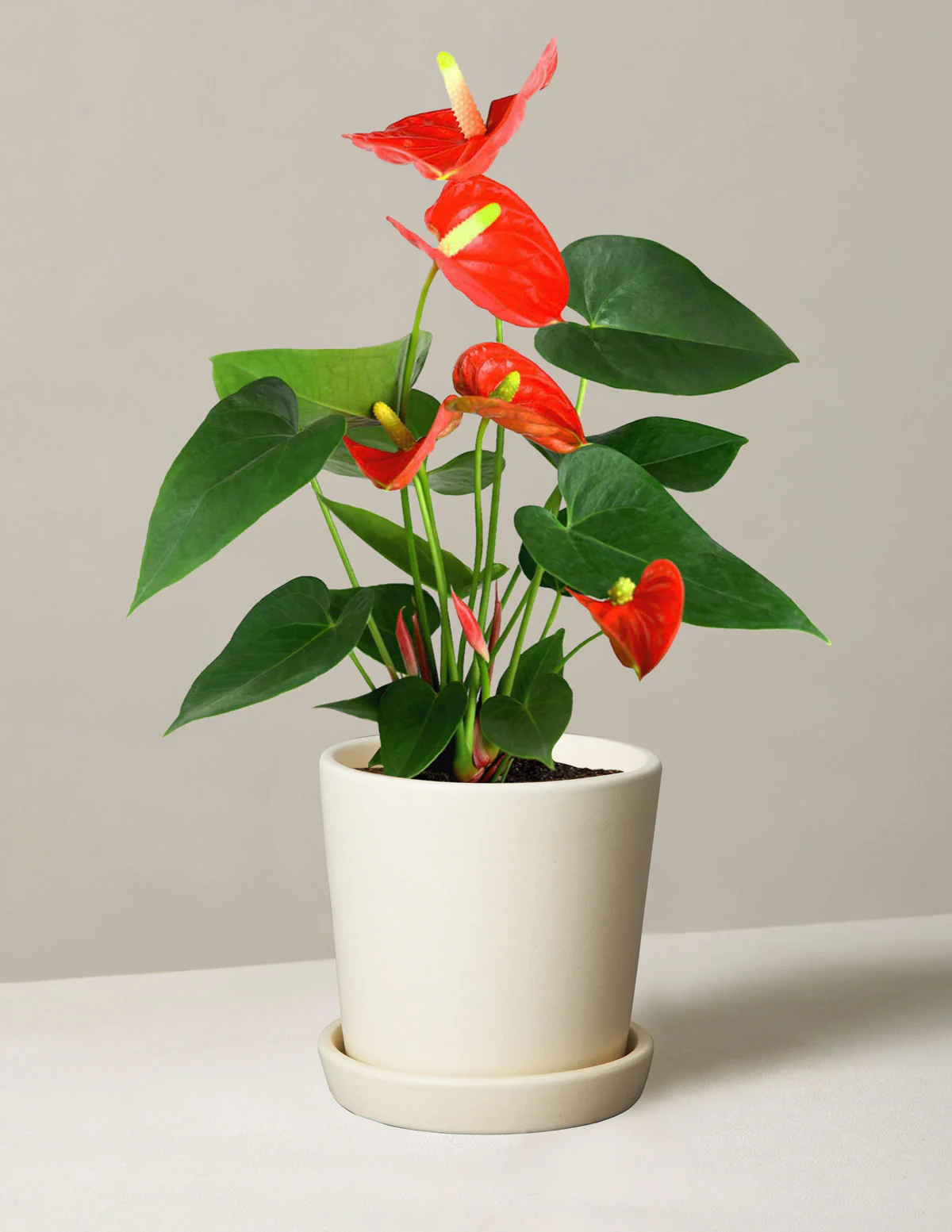 Coral Anthurium