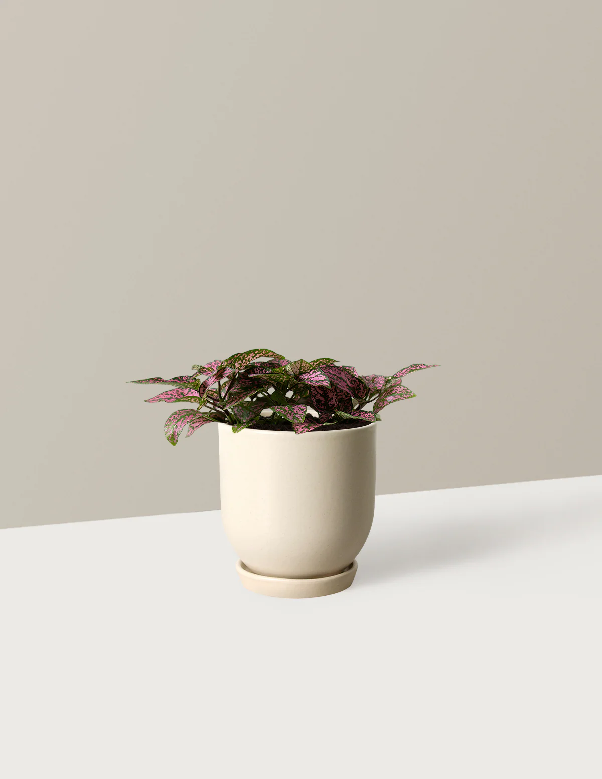 Pink Polka Dot Plant