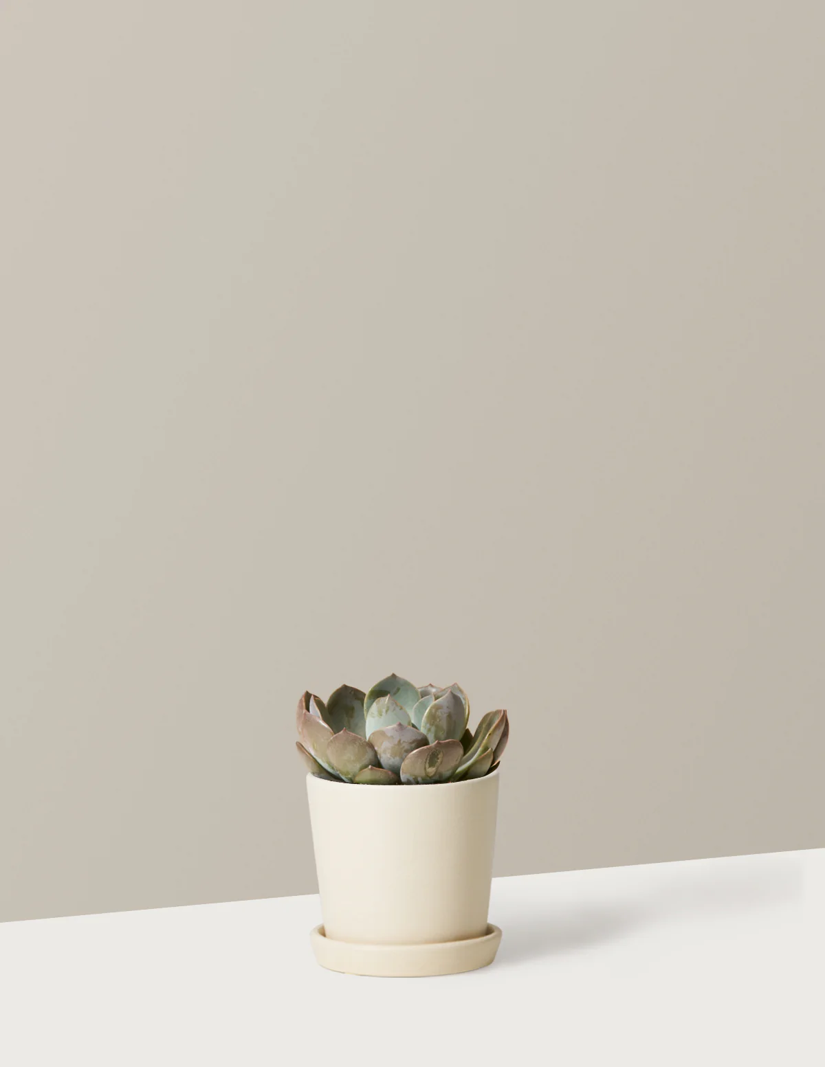 Echeveria Garotto