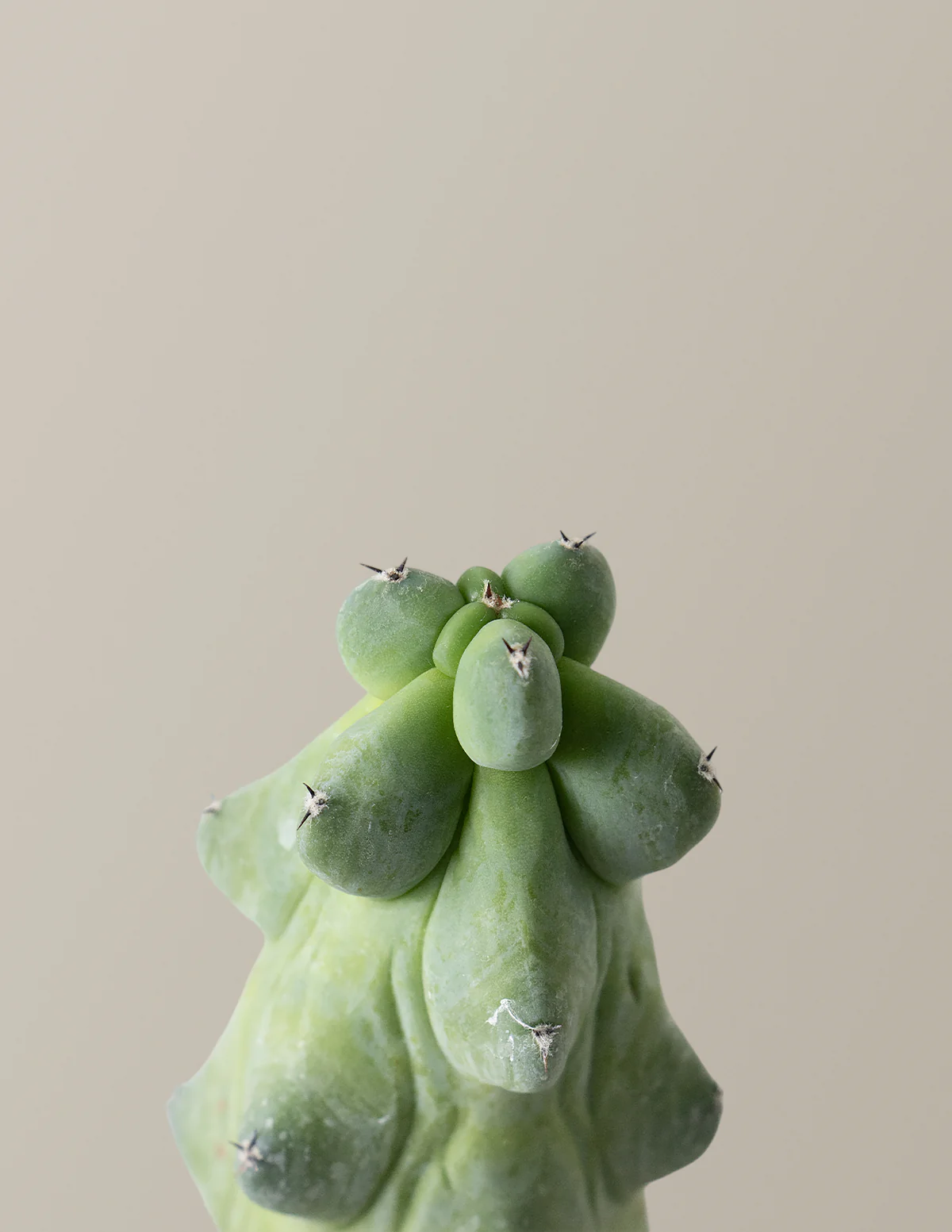 Boobie Cactus