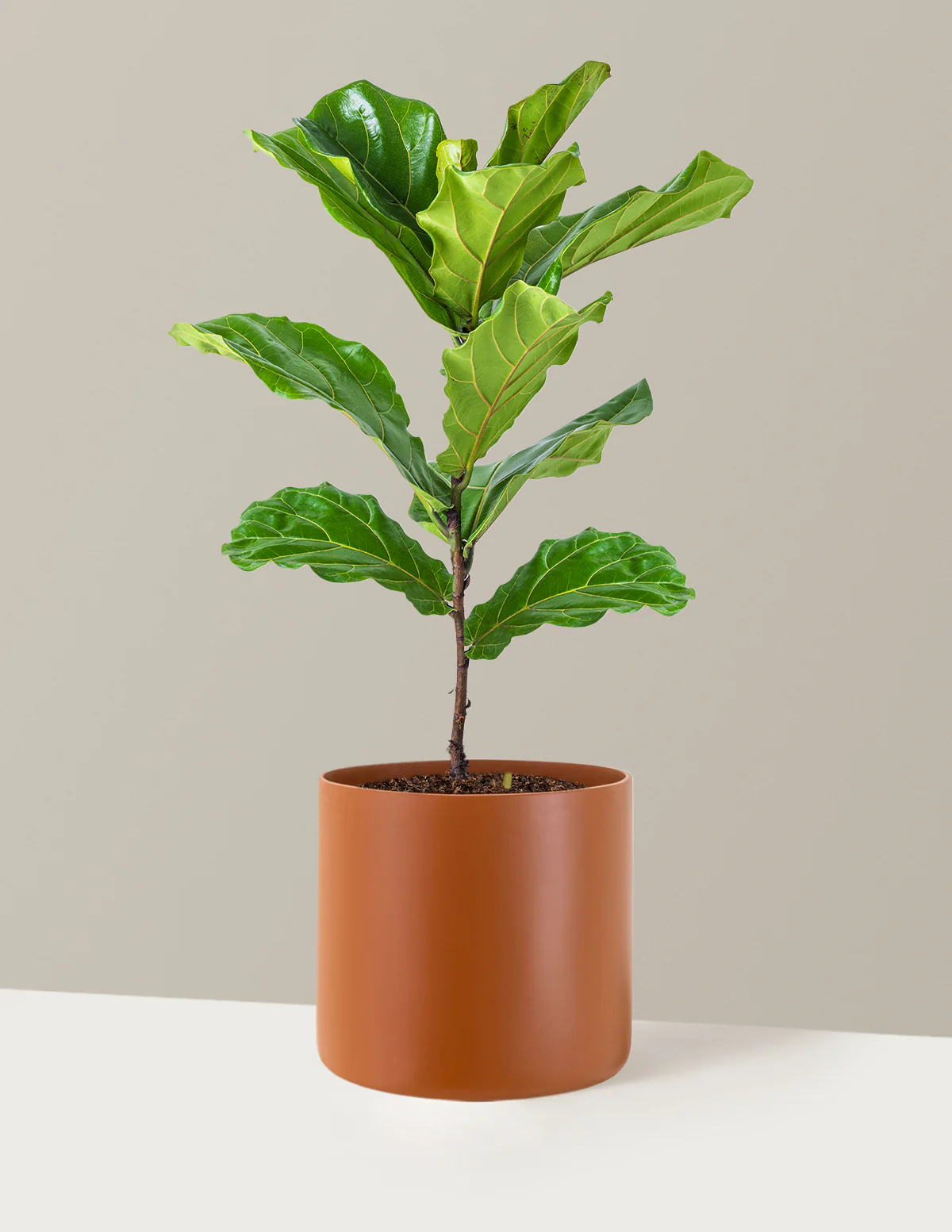 Fiddle Leaf Fig Bush