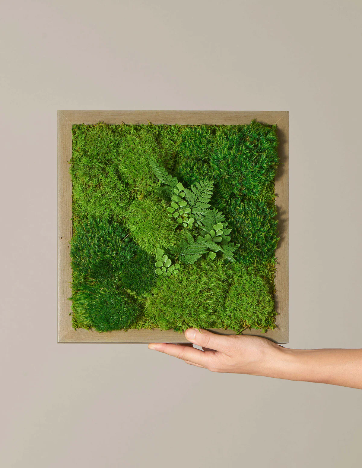 Small Preserved Living Wall 14