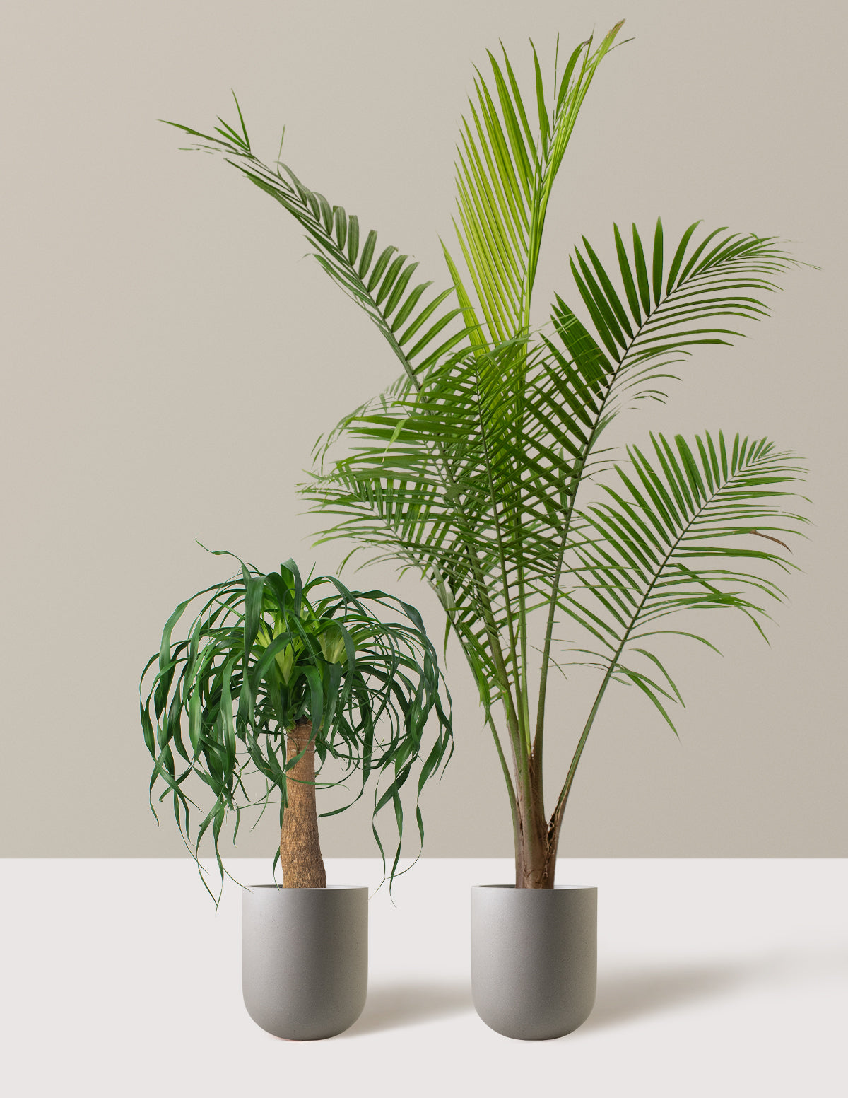 The Palm Bundle