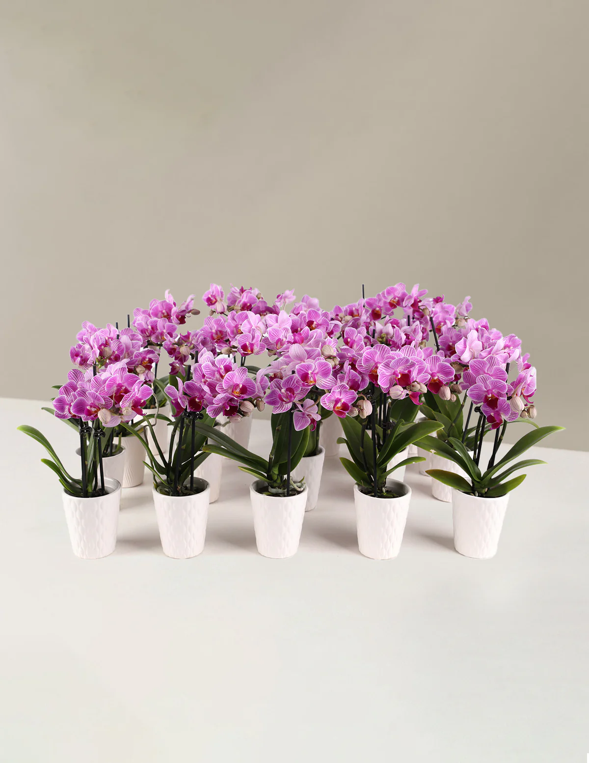 Orchid Party Pack, Set of 20
