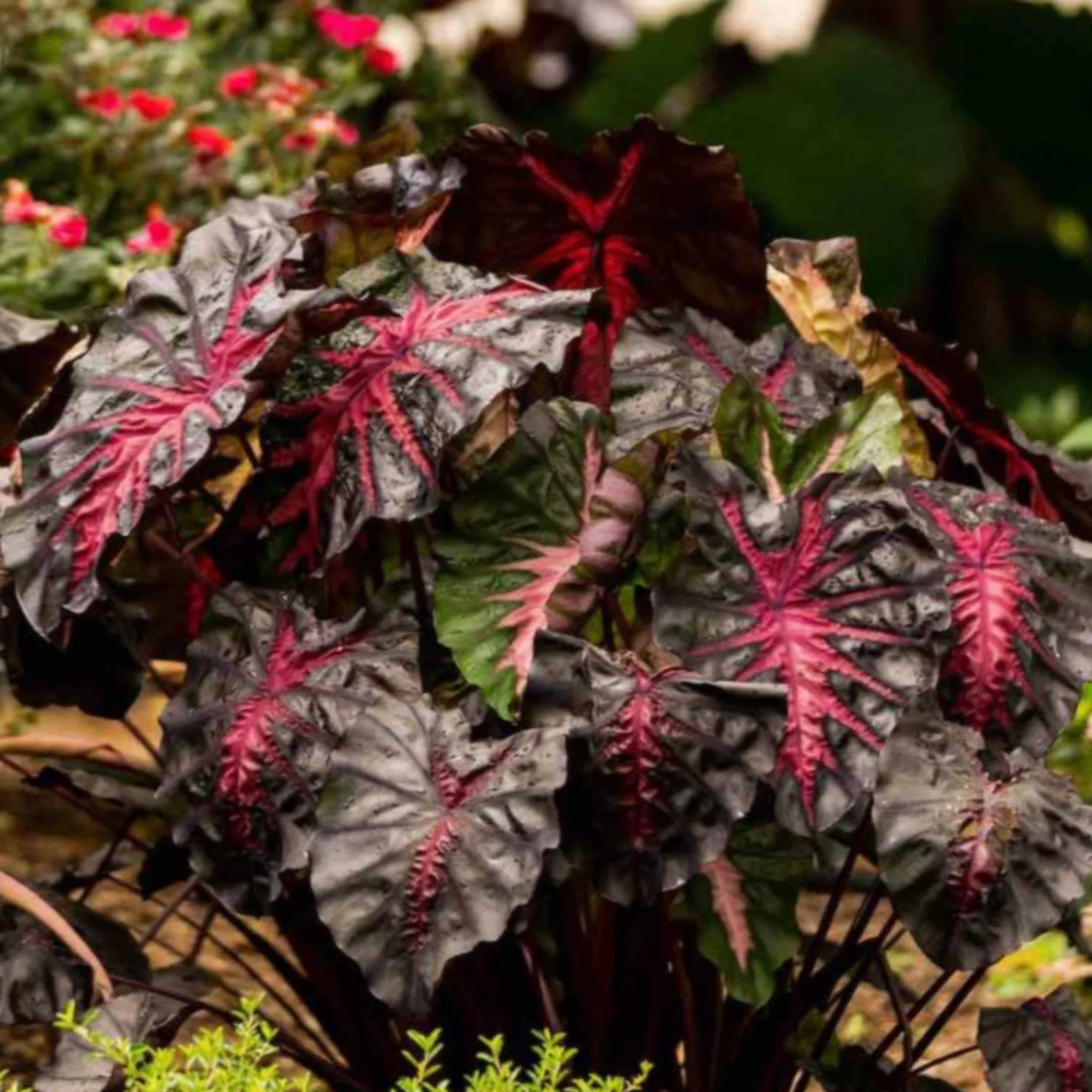 Redemption™ Colocasia