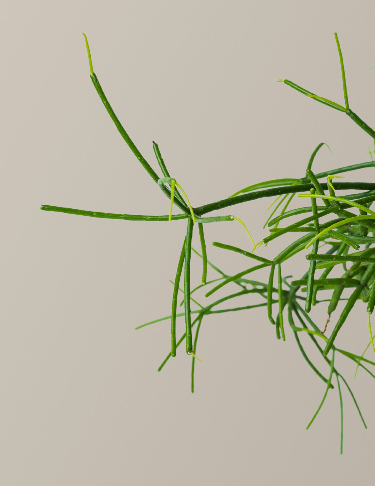 Rhipsalis Baccifera Mistletoe Cactus