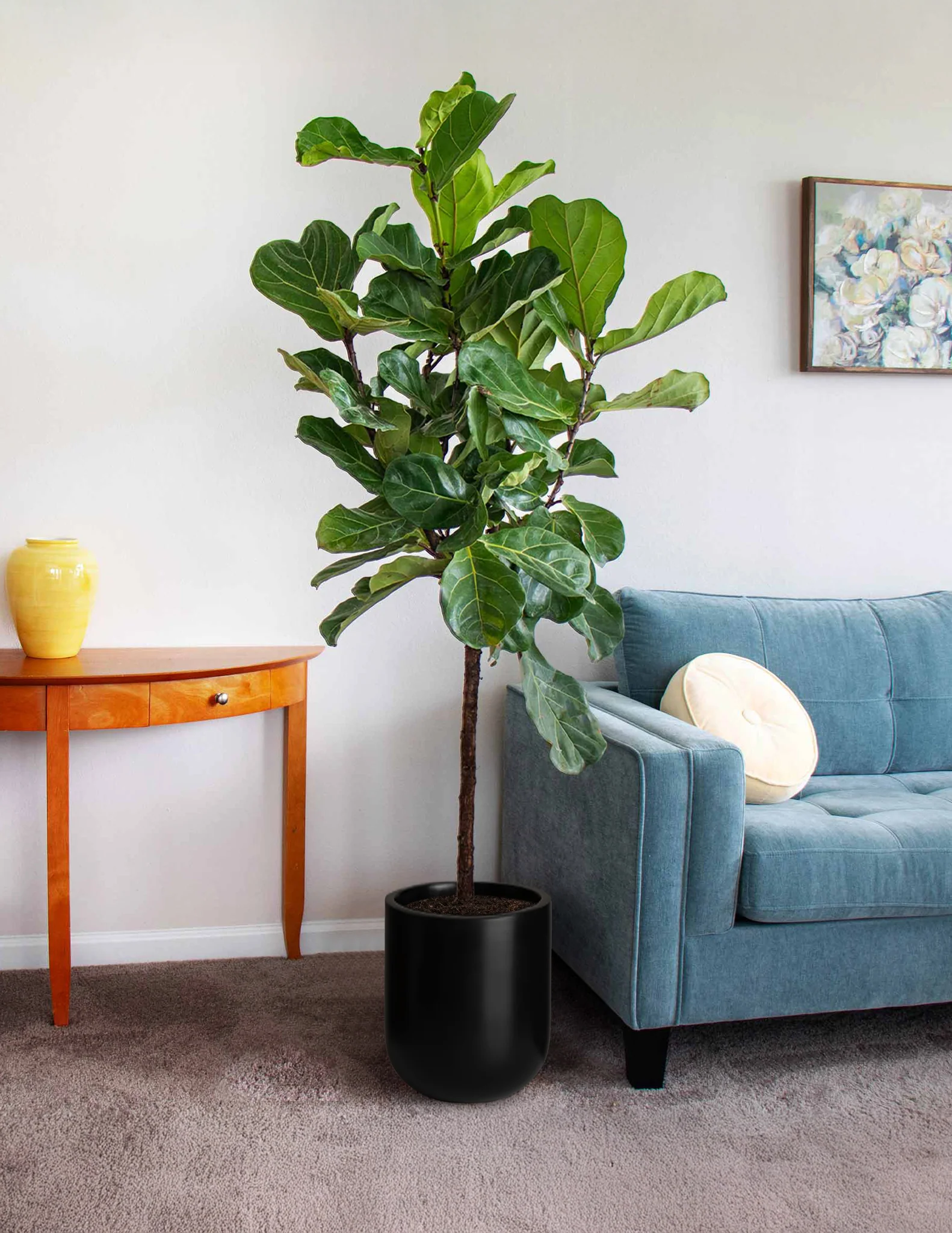 Fiddle-Leaf Fig Tree (TS)