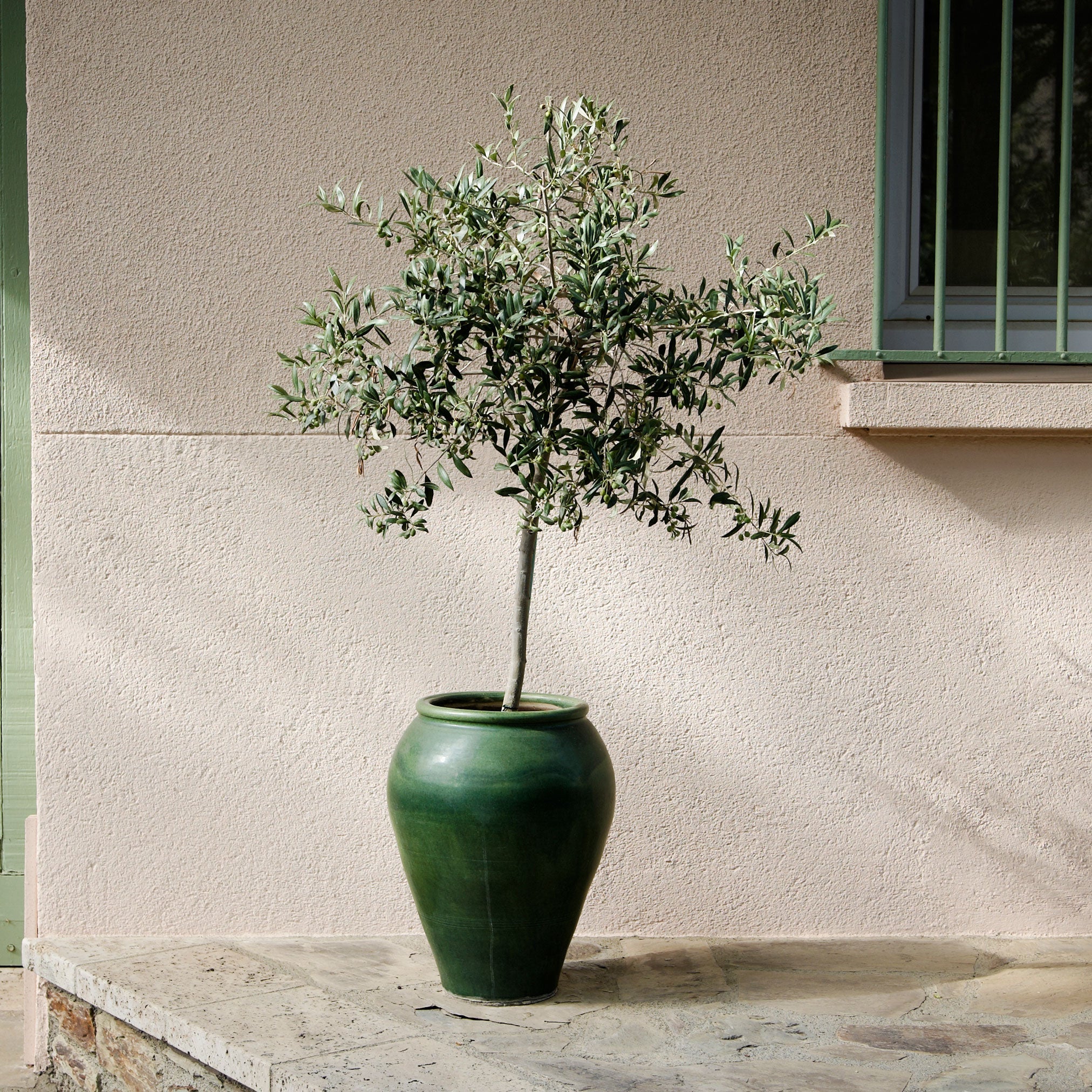 Olive Tree (TS)