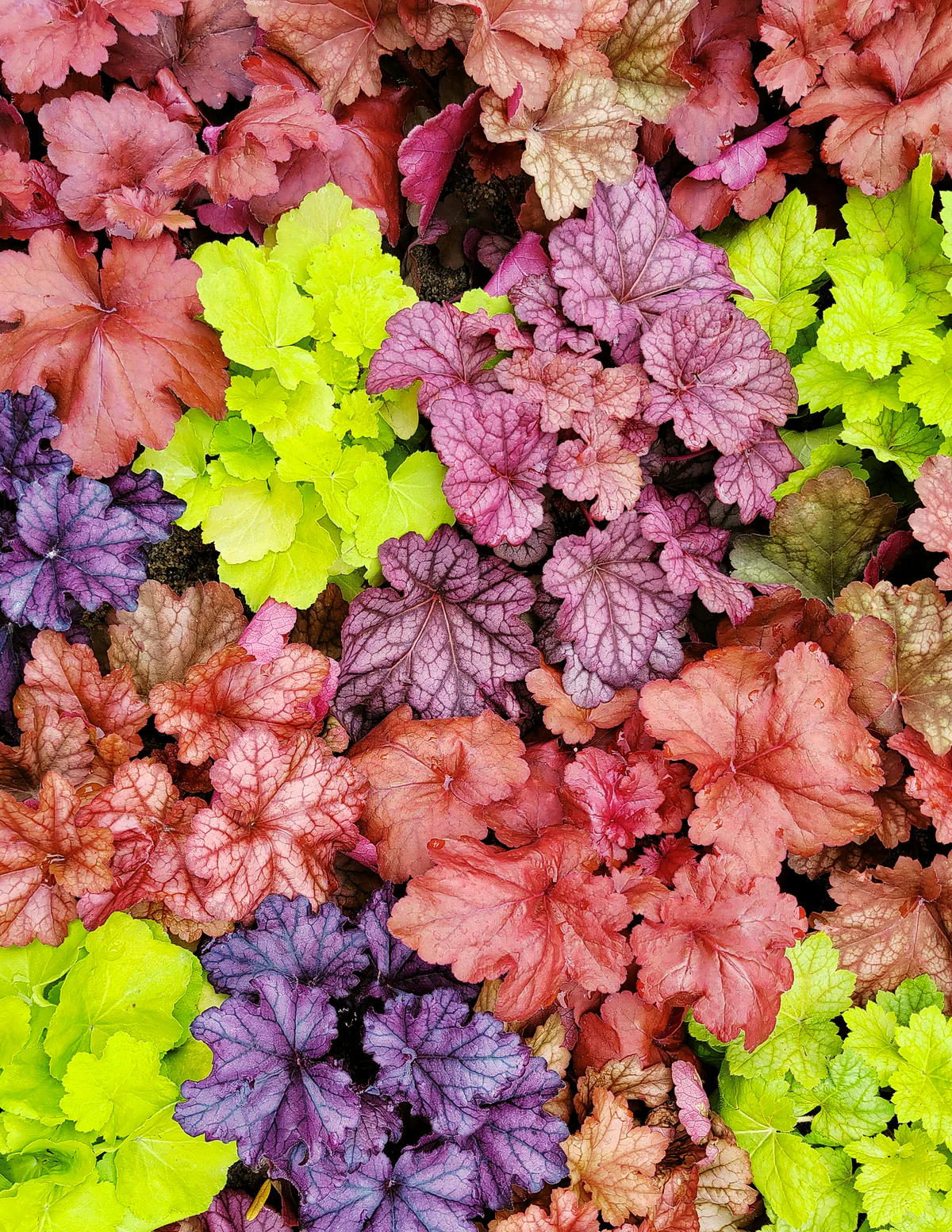 Marmalade Heuchera