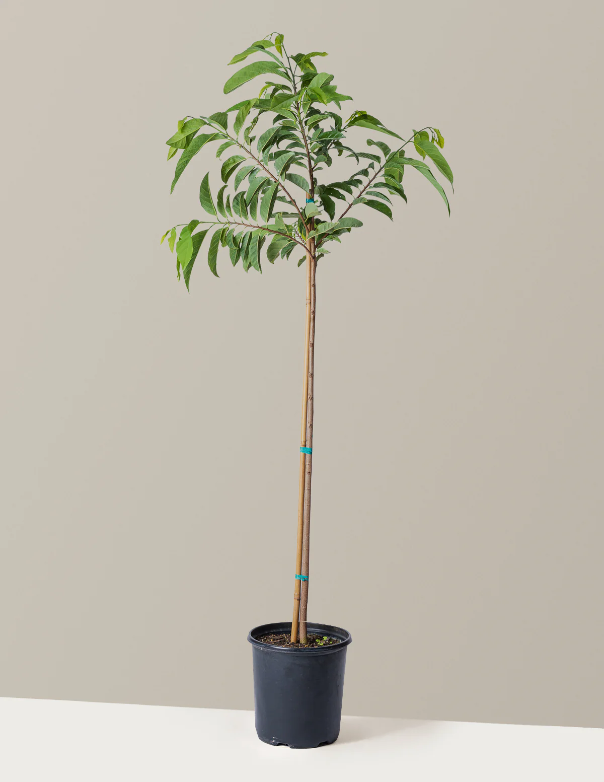 Sugar Apple Tree