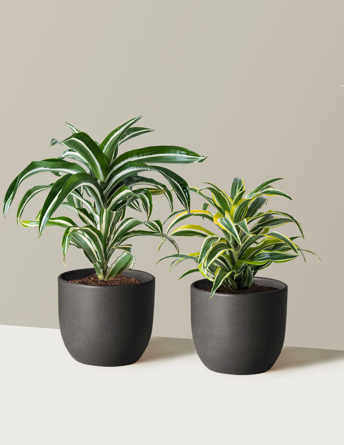 Decorative Dracaena Duo