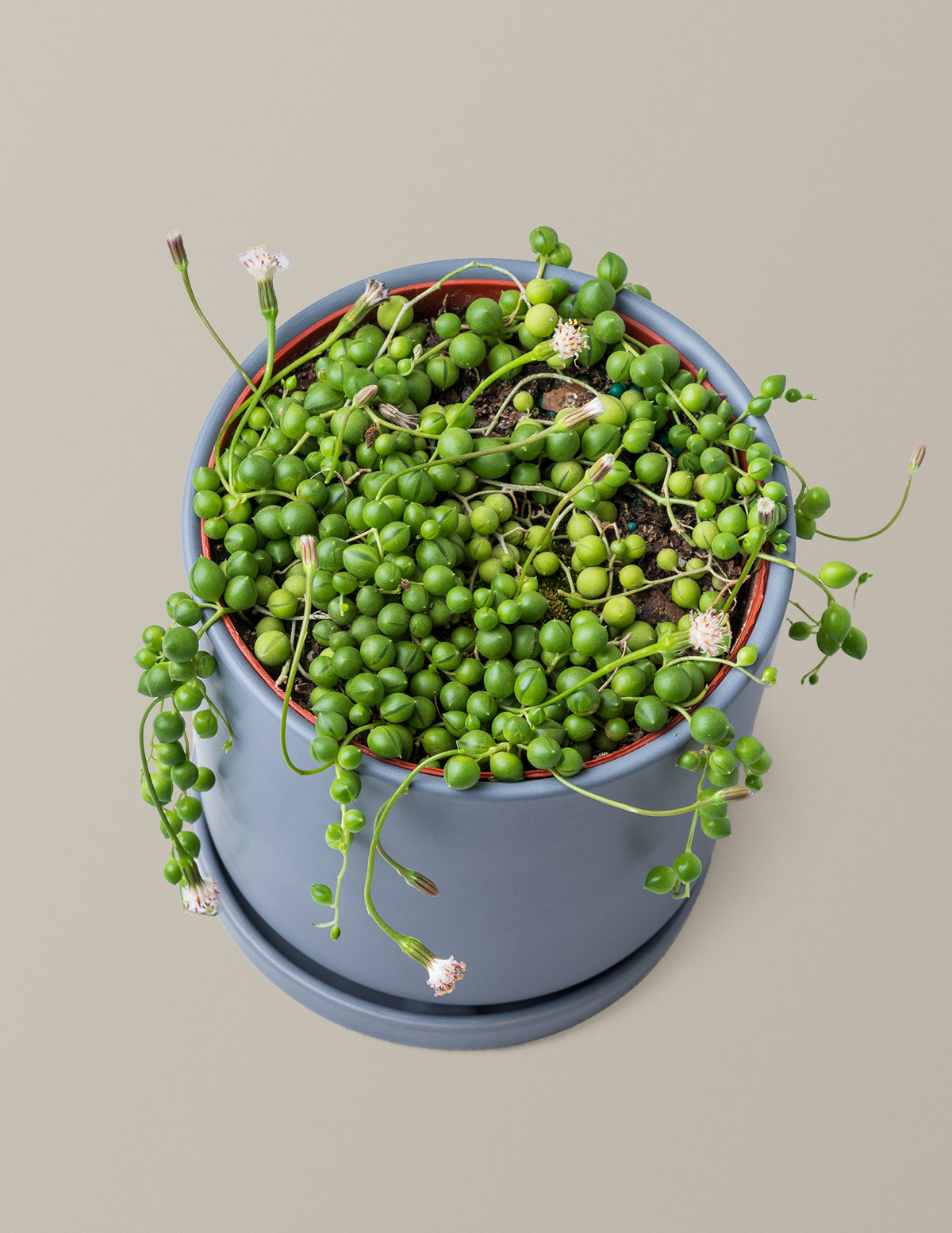 String of Pearls